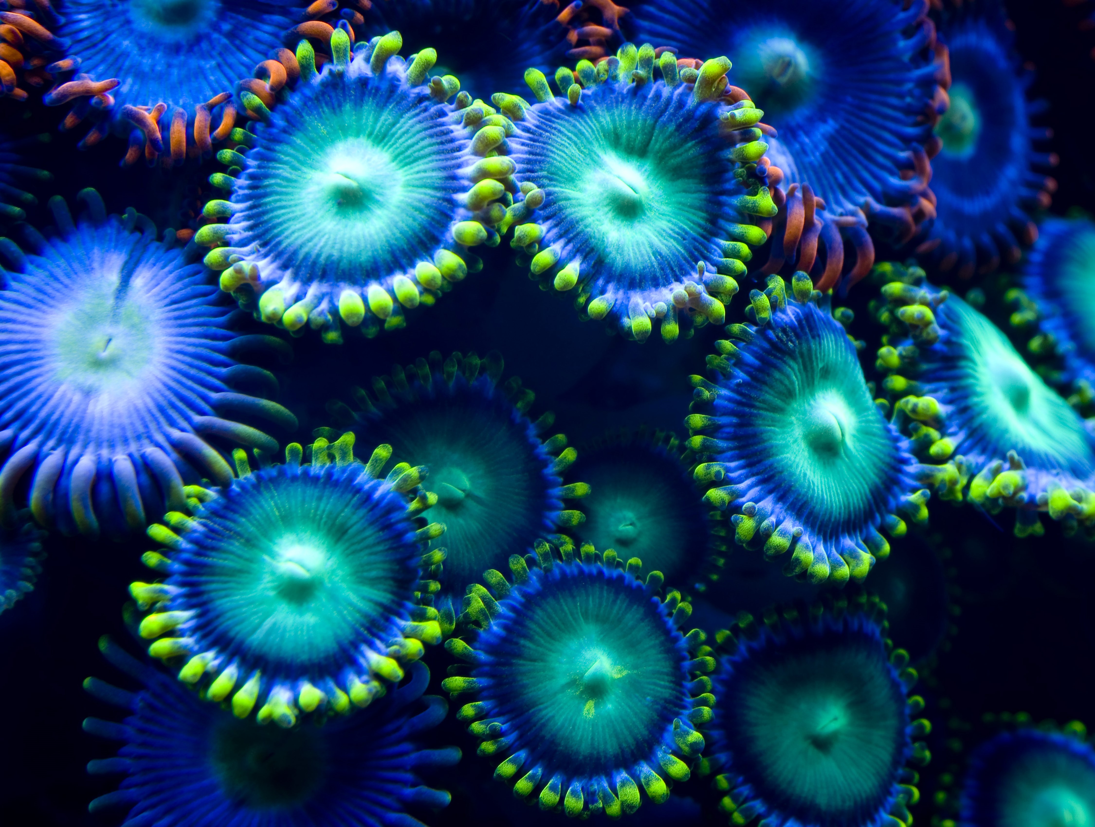 4K underwater world with colorful corals HD Wallpaper
