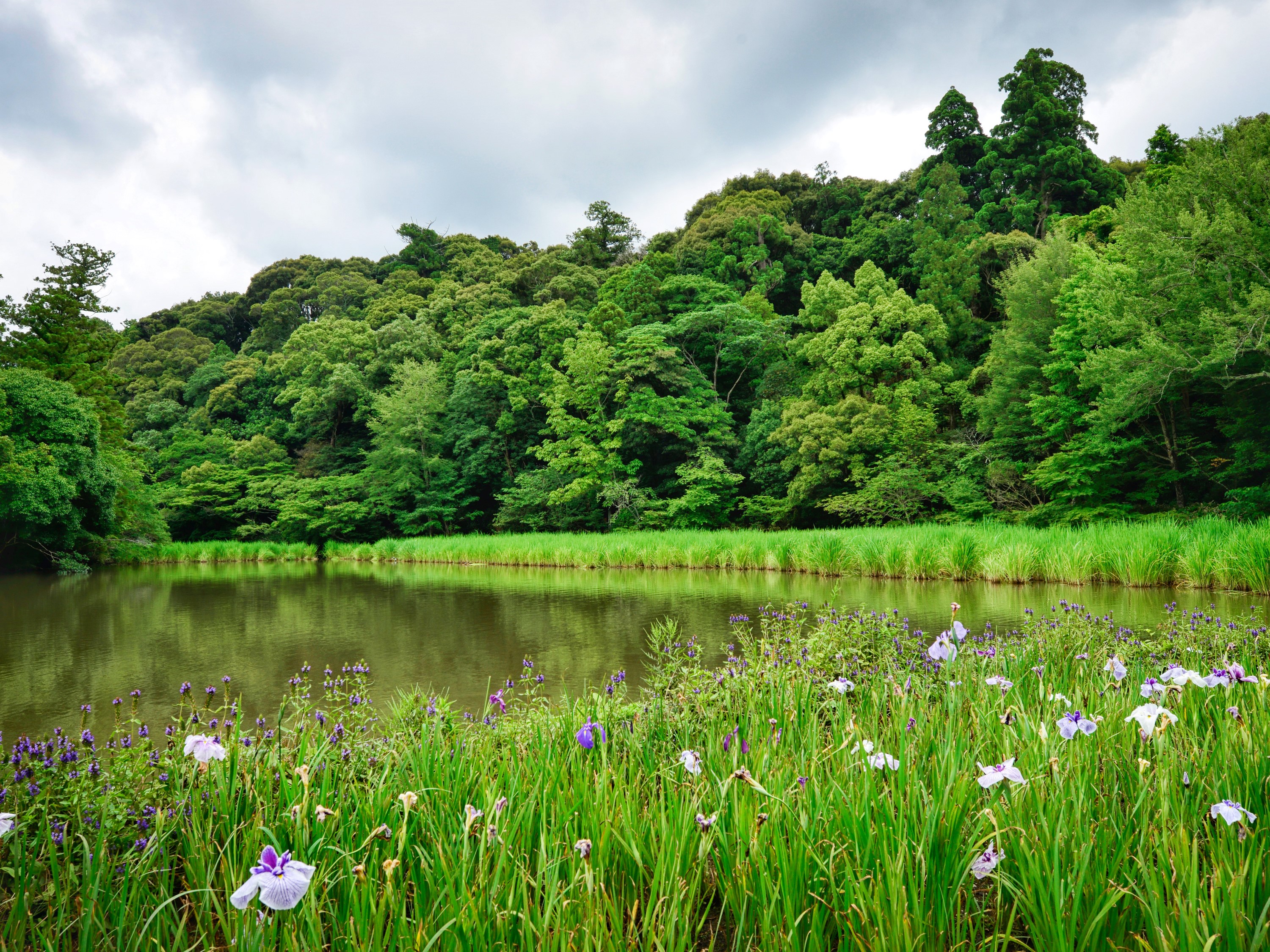 Pond with Iris flowers and forest in the background HD Wallpaper
