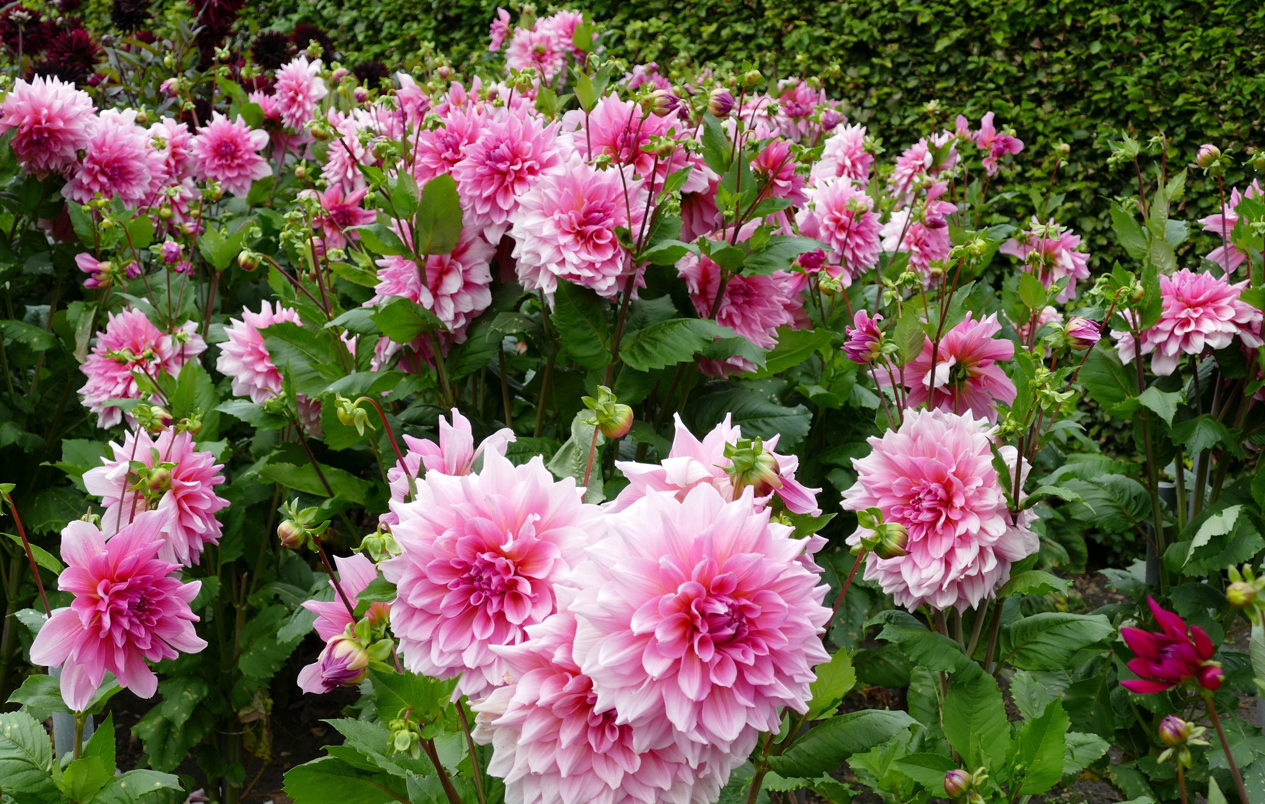 Many Pink Dahlias HD Wallpaper