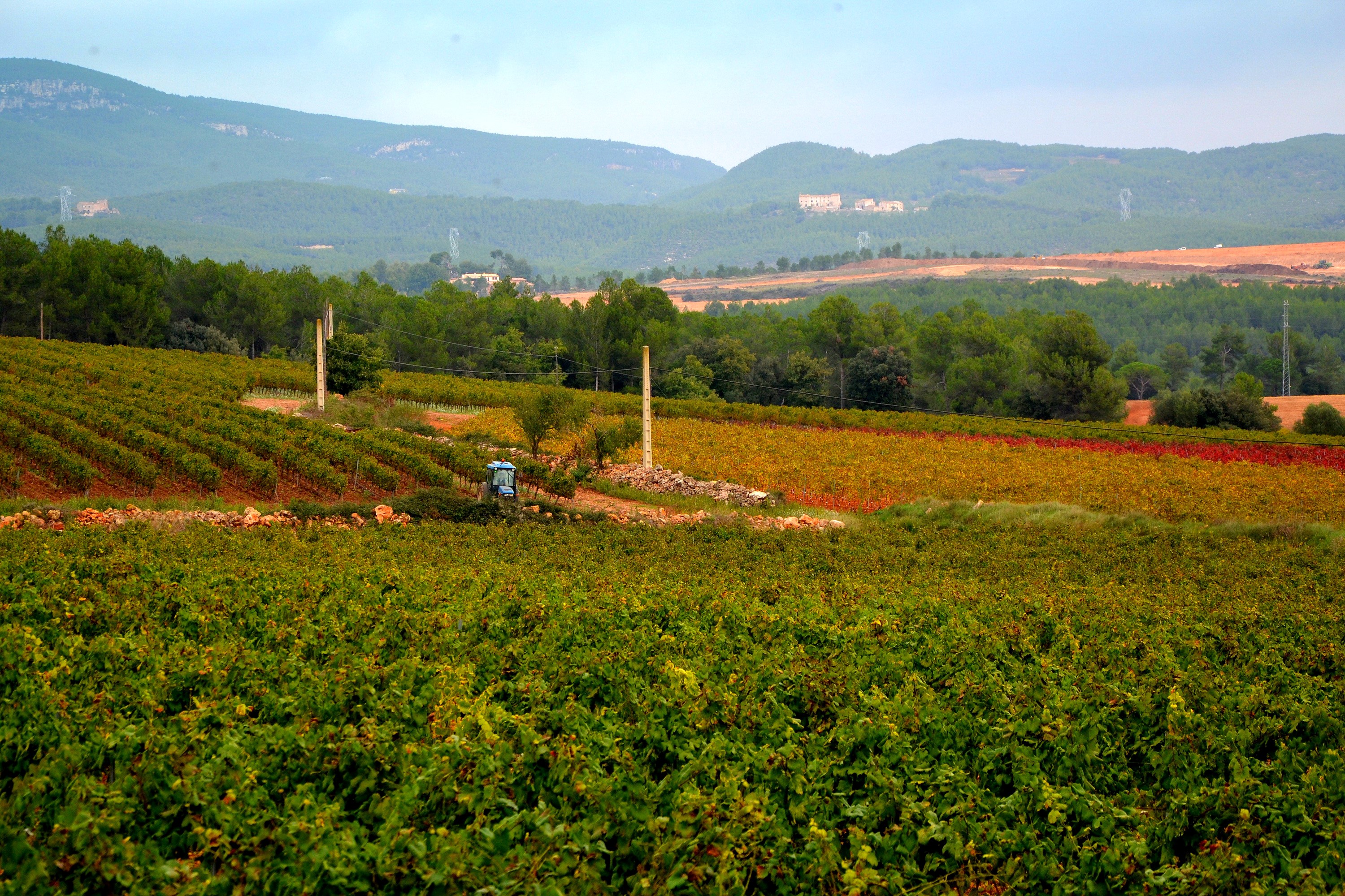 Vineyards in Catalonia, Spain HD Wallpaper