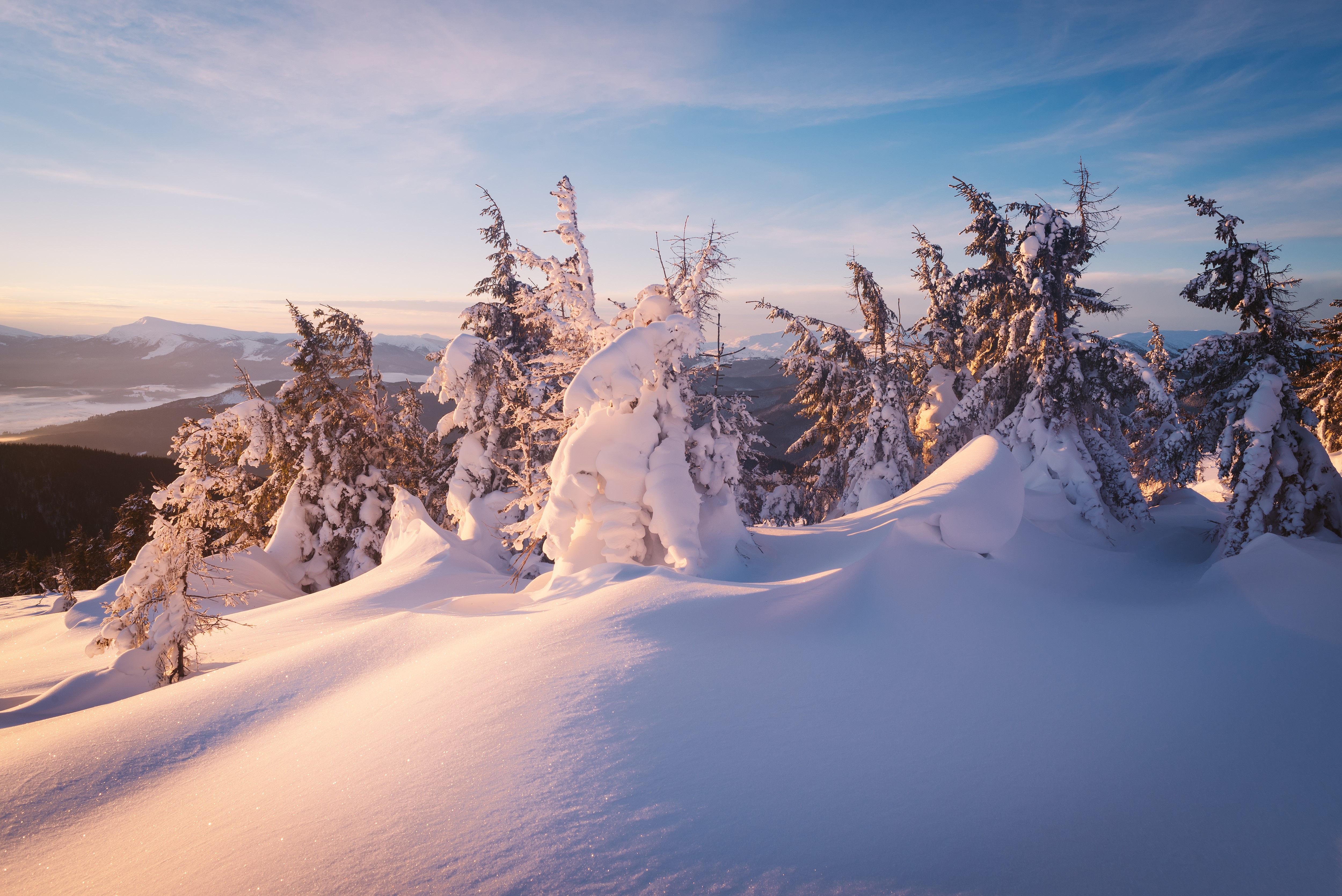 Snow-covered spruce trees on a mountain at sunrise HD Wallpaper