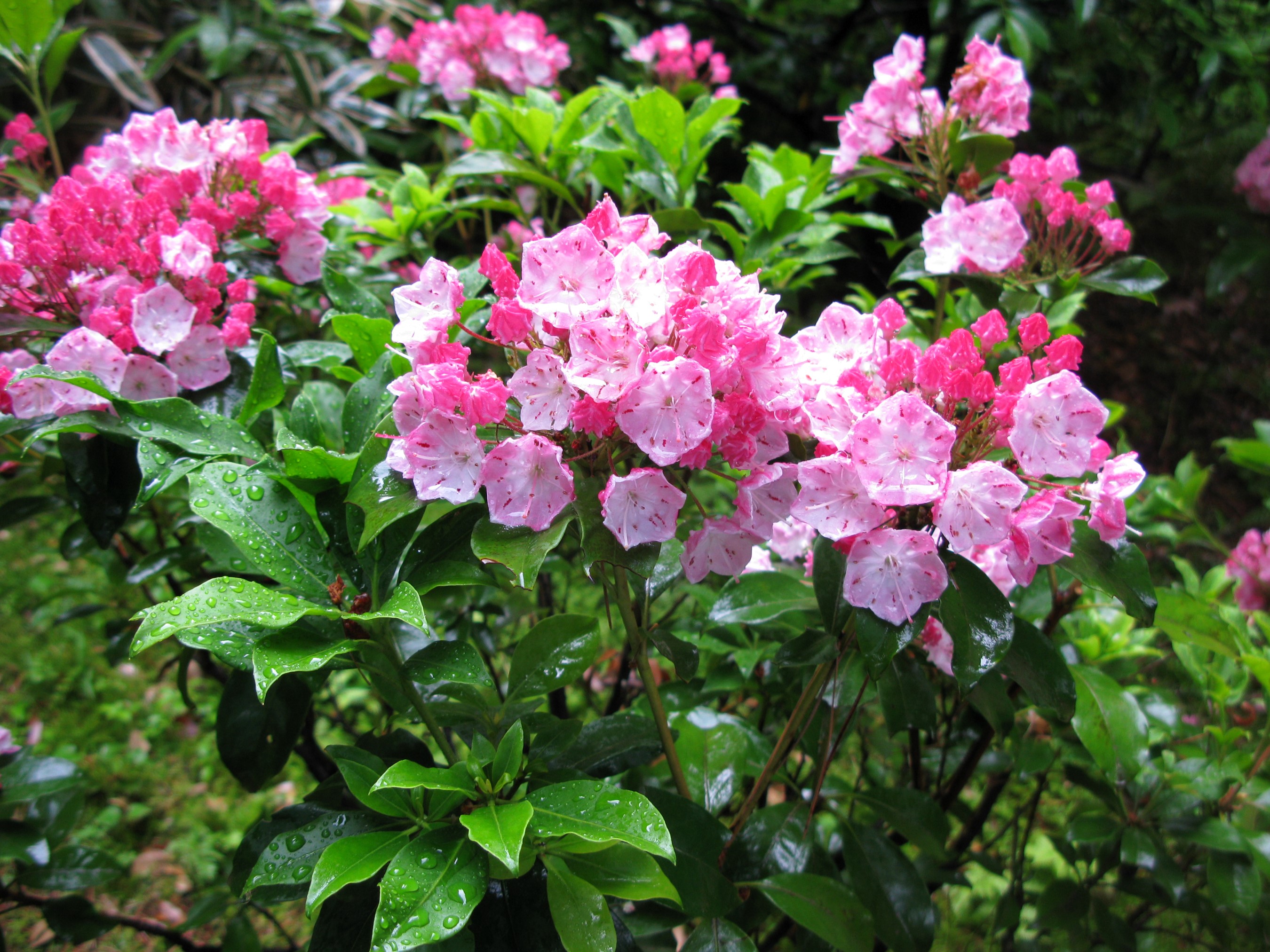 Pink Mountain Laurel flowers with green leaves HD Wallpaper