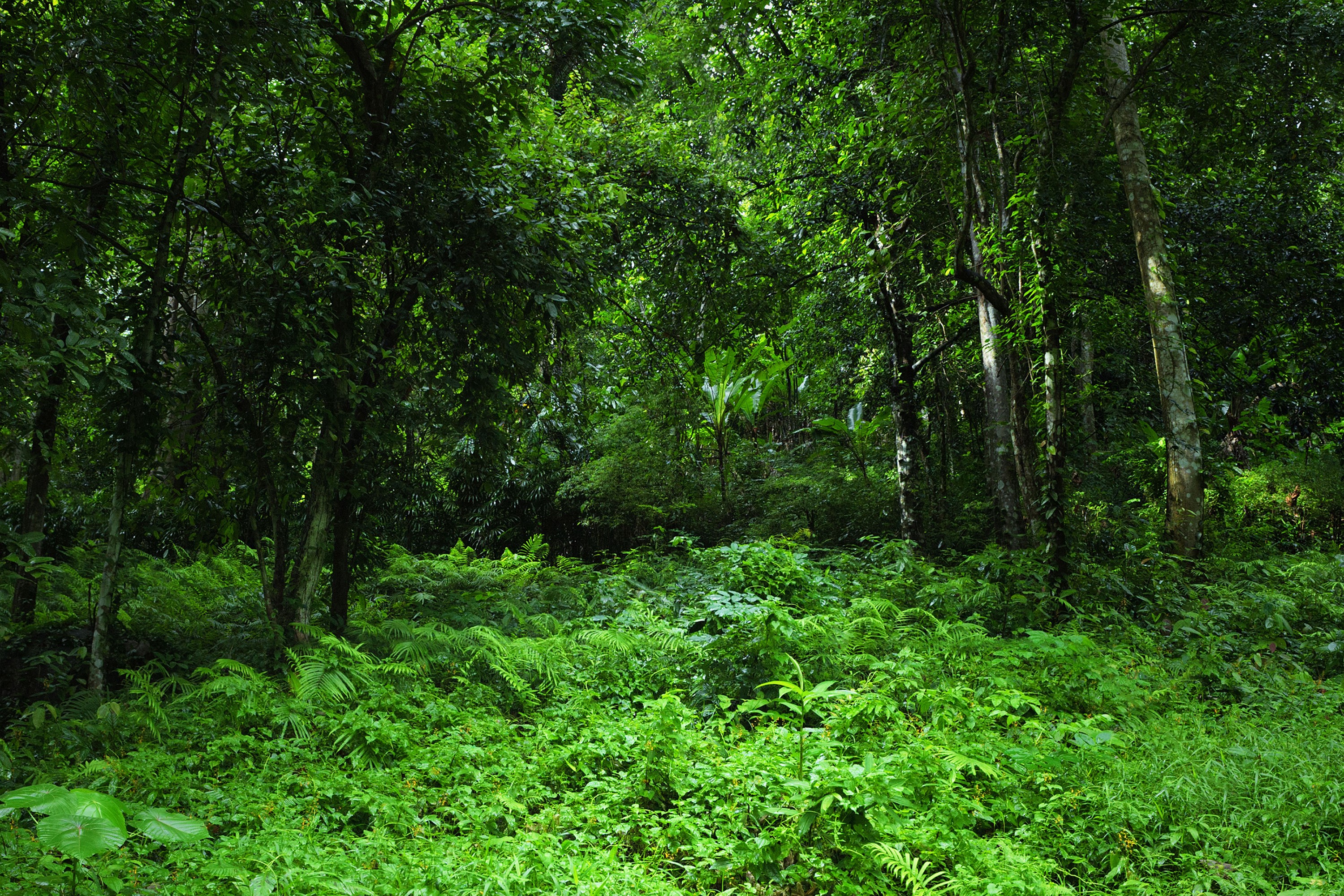 Dense green jungle with ferns and trees HD Wallpaper