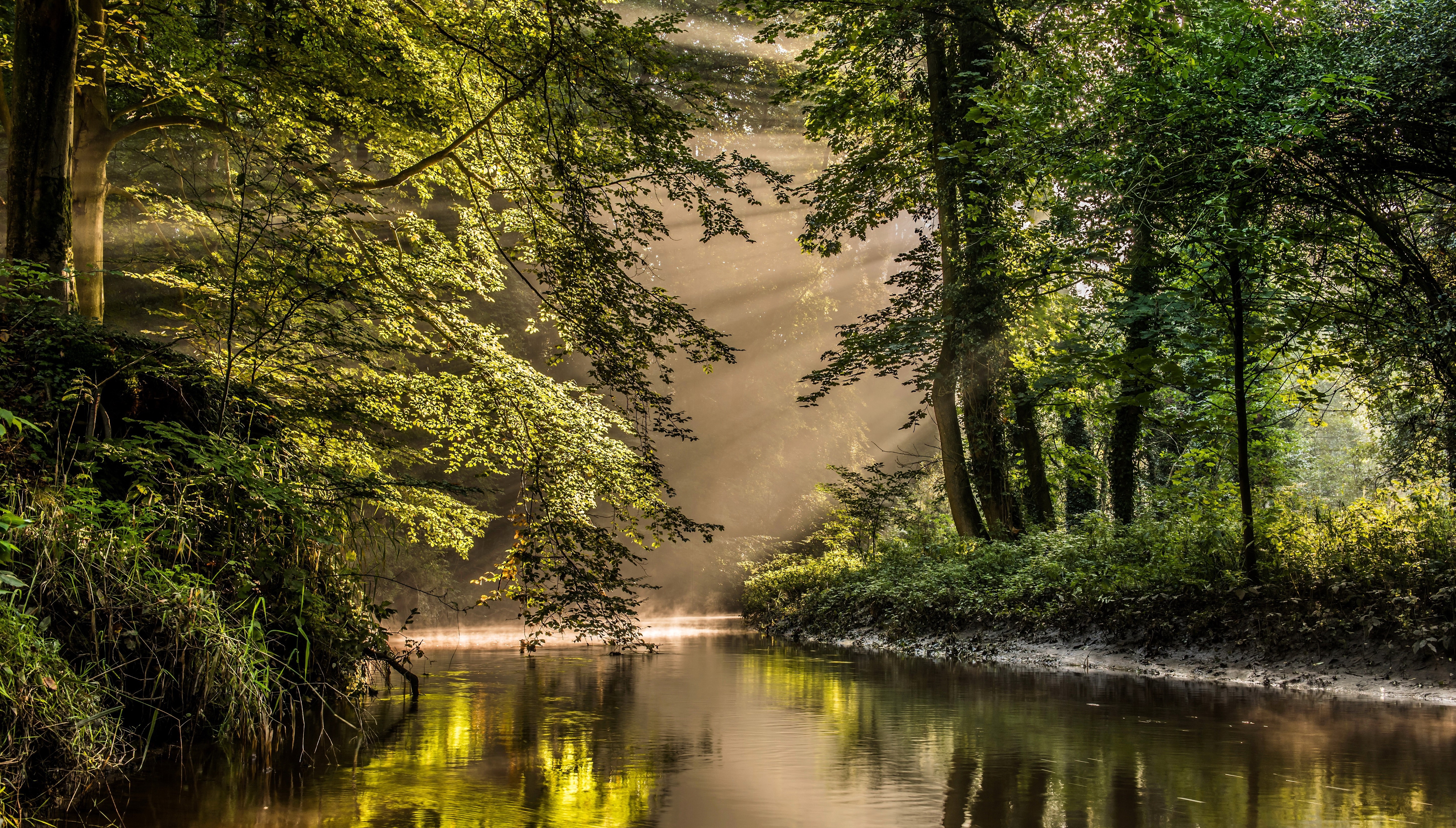 Sunbeams through trees over a river in Bekendelle, Netherlands HD Wallpaper