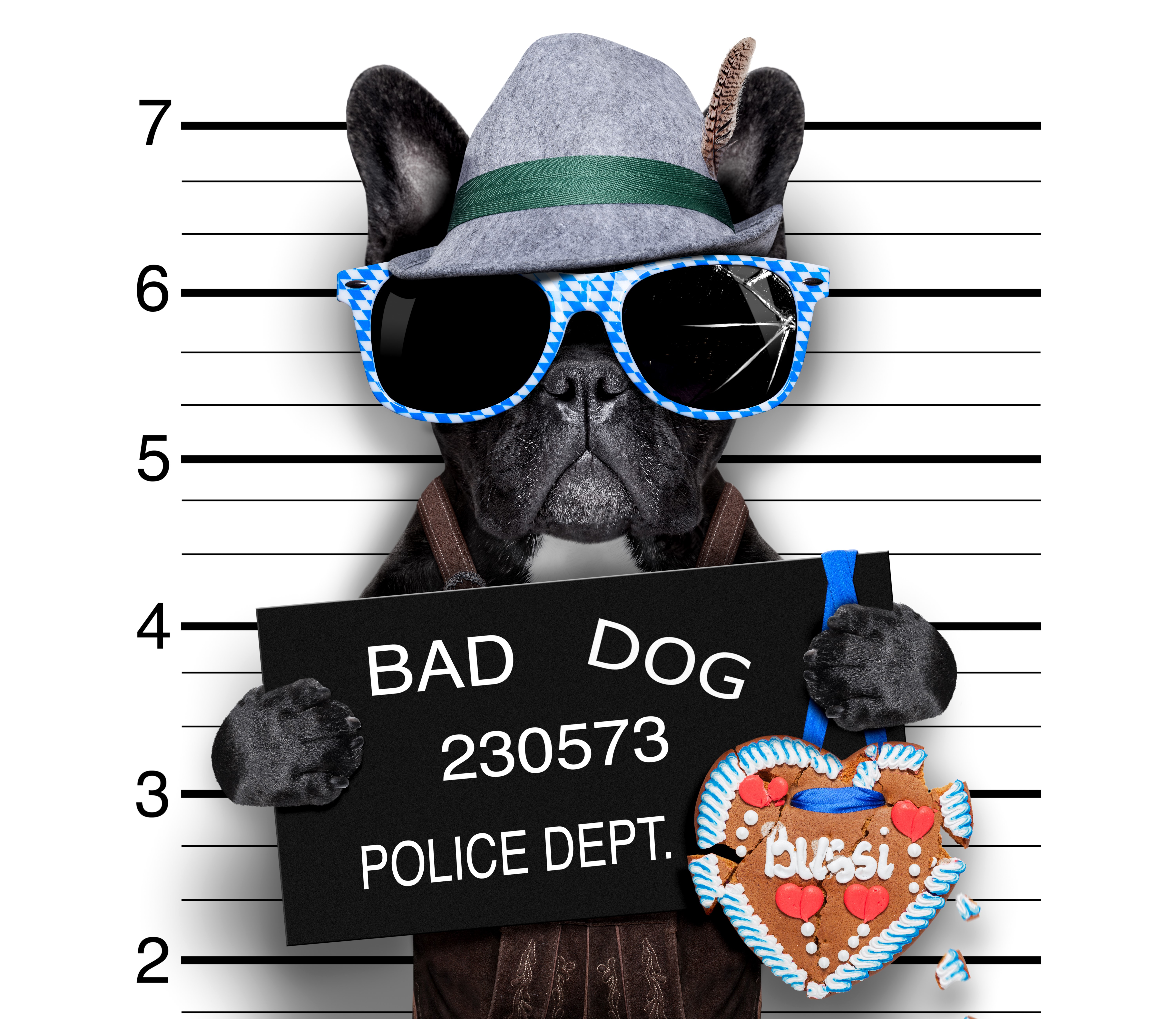French Bulldog in Hat and Sunglasses Holding Mugshot HD Wallpaper