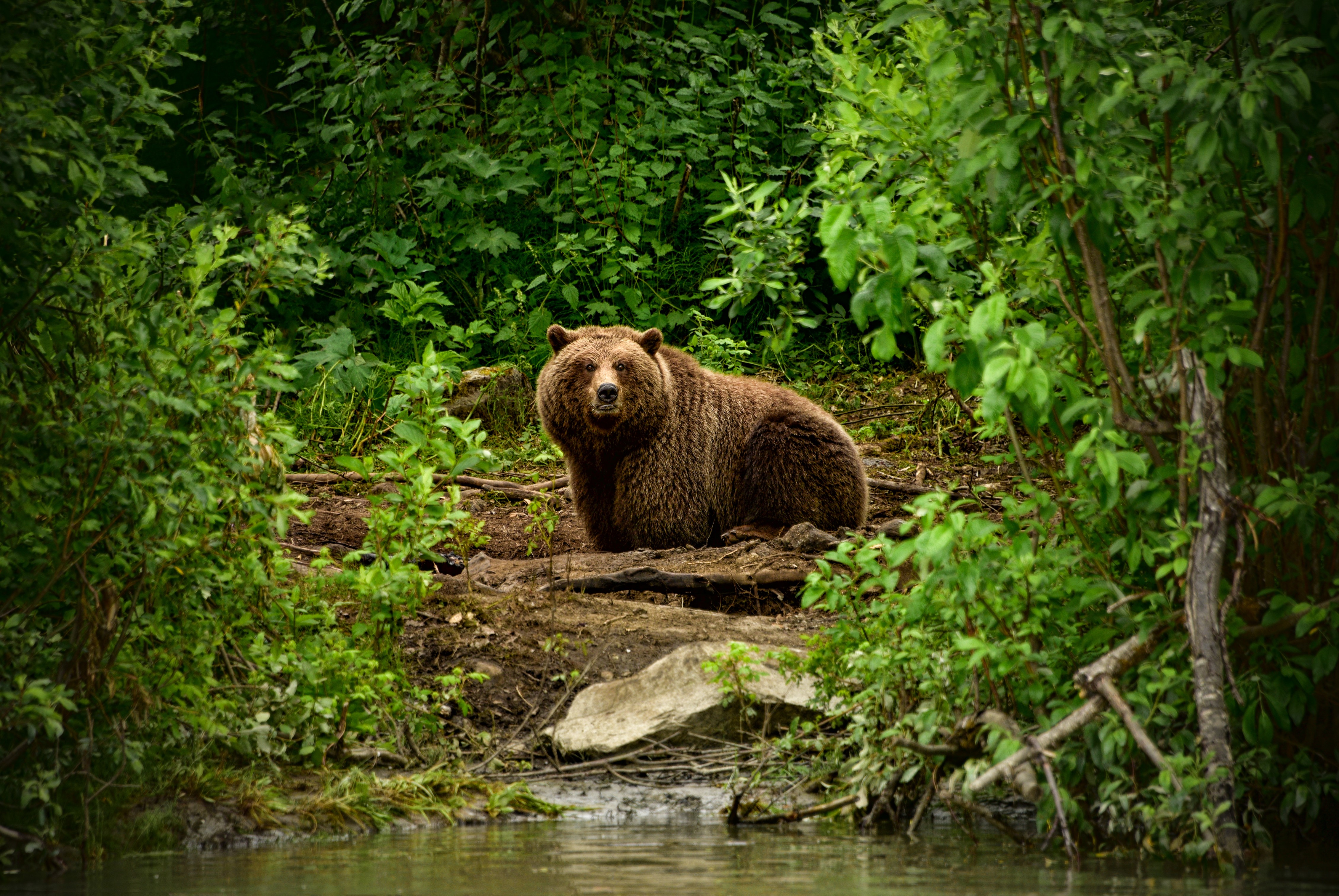 Brown Bear in a Forest HD Wallpaper