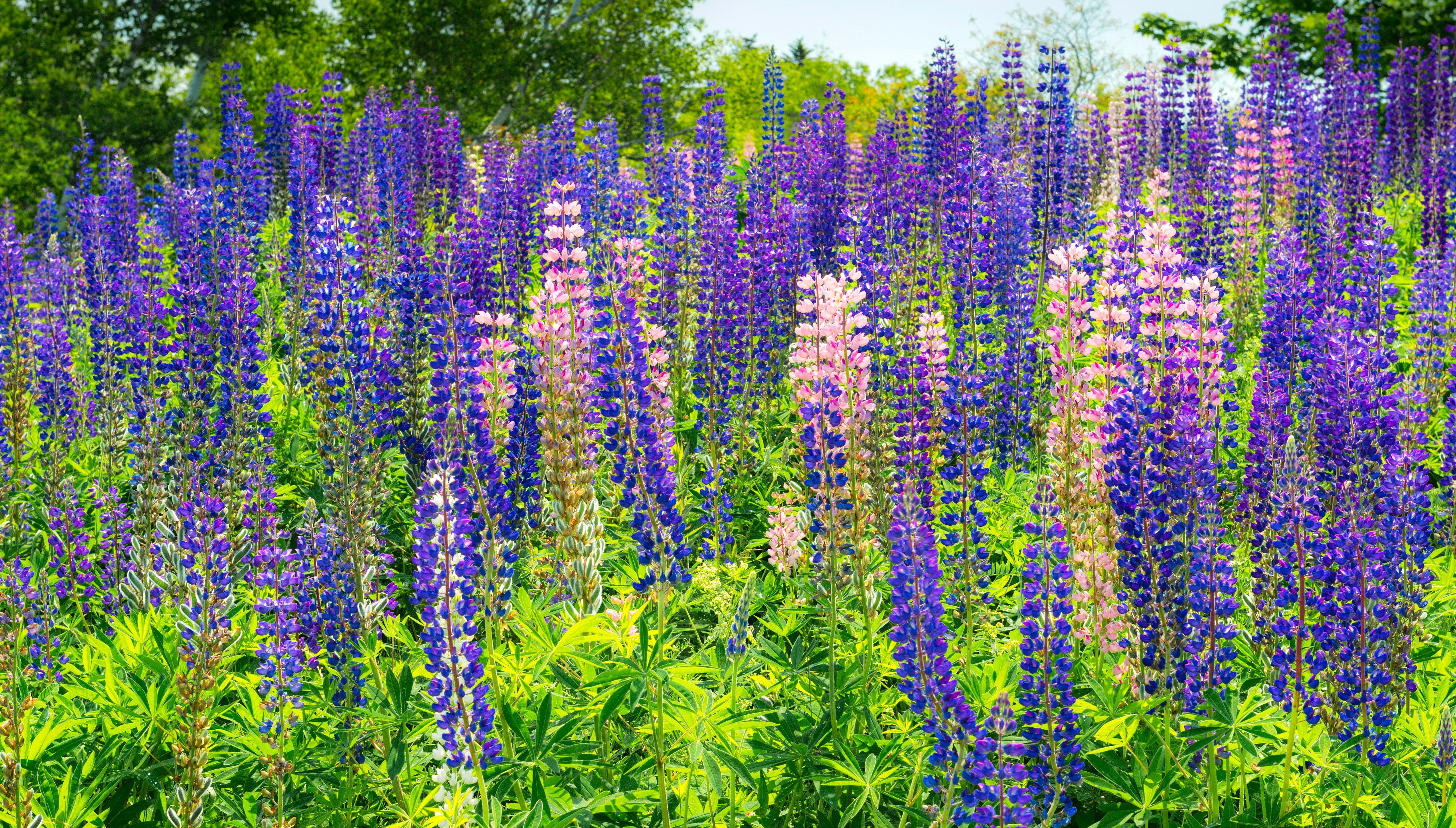 Field of purple and pink lupine flowers HD Wallpaper