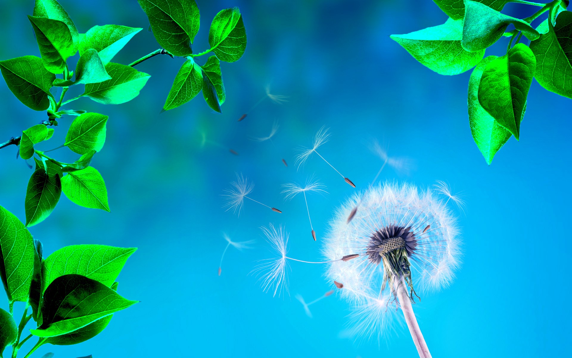Dandelion seeds blowing in the wind with green leaves HD Wallpaper