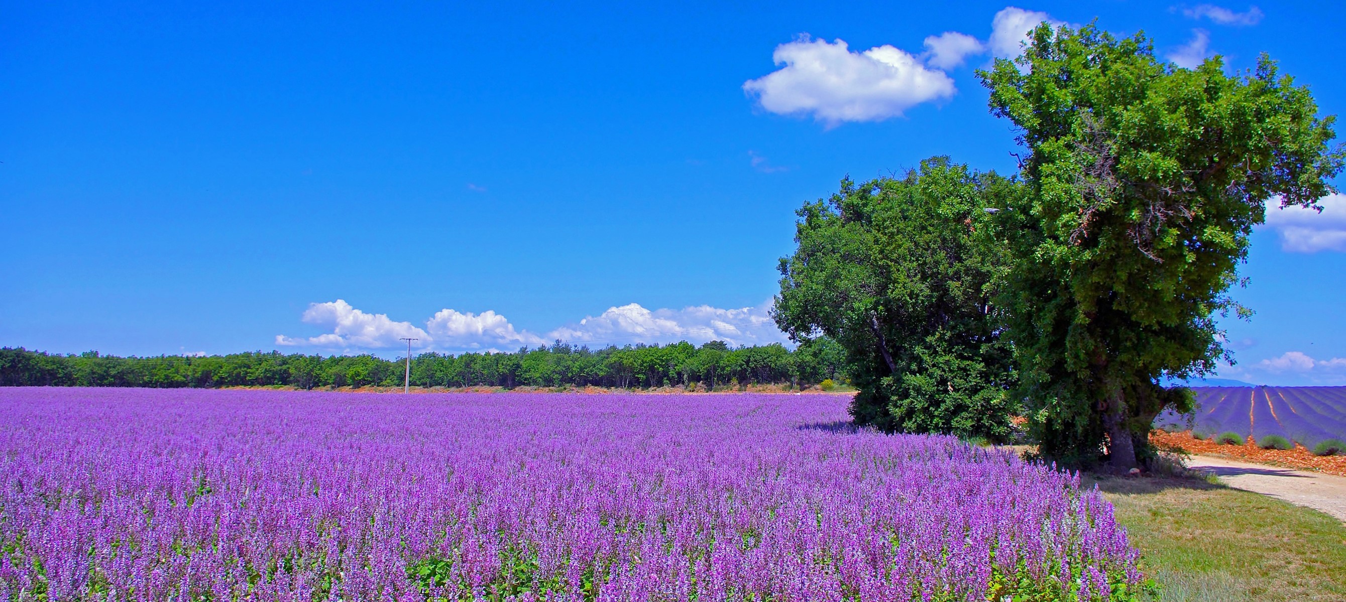 Lavender field in France under a blue sky HD Wallpaper