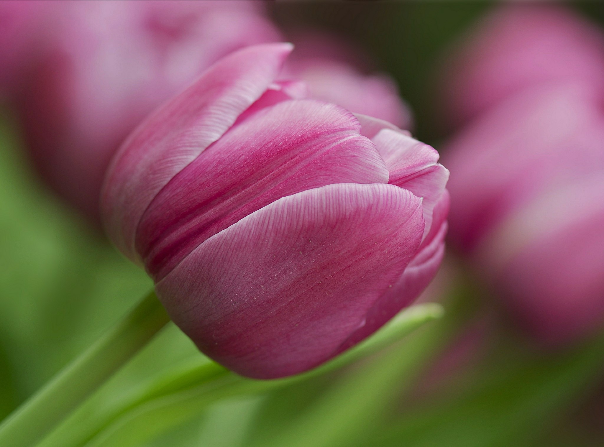 Pink Tulips Closeup HD Wallpaper