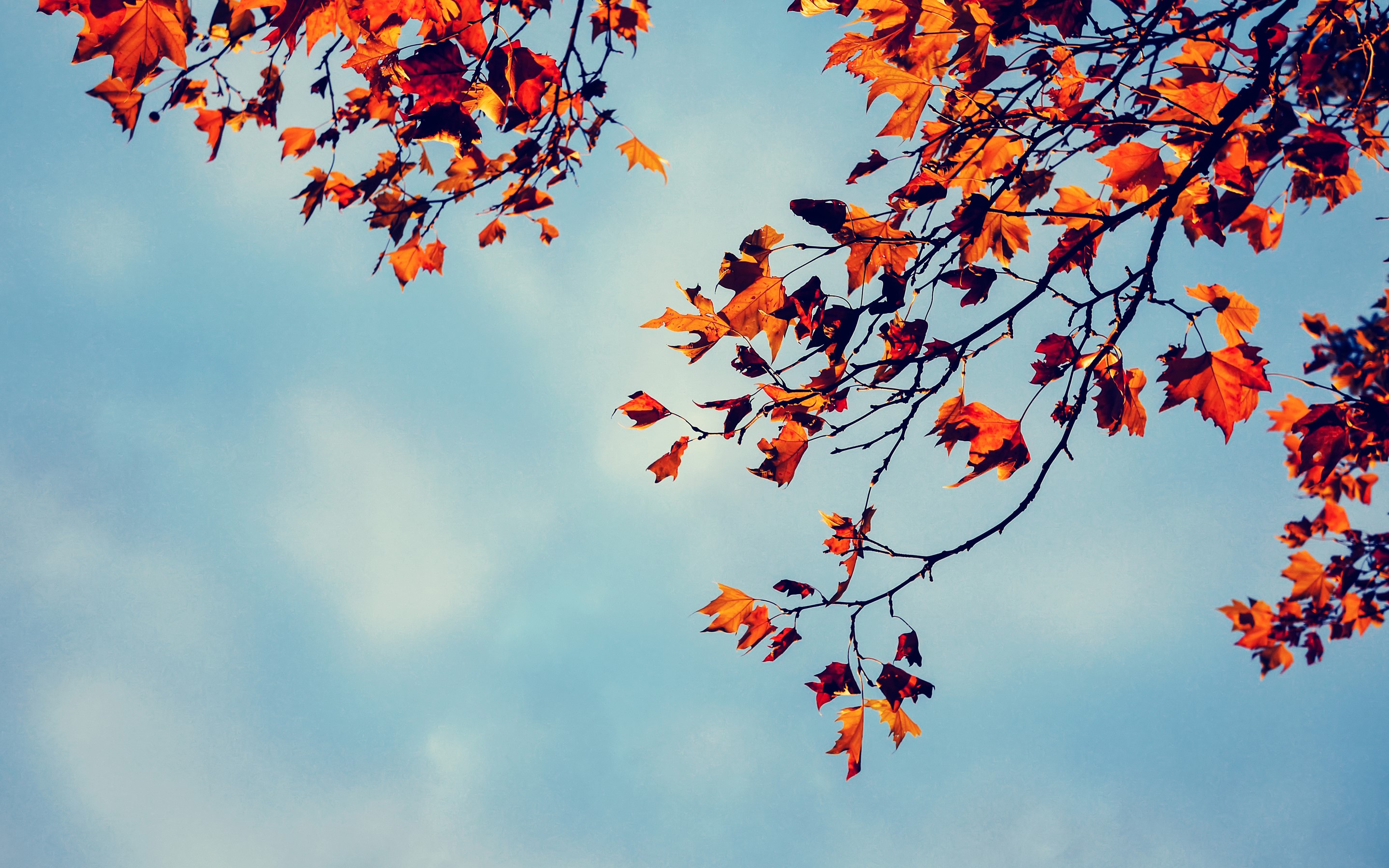 Autumn leaves on branches against a blue sky HD Wallpaper