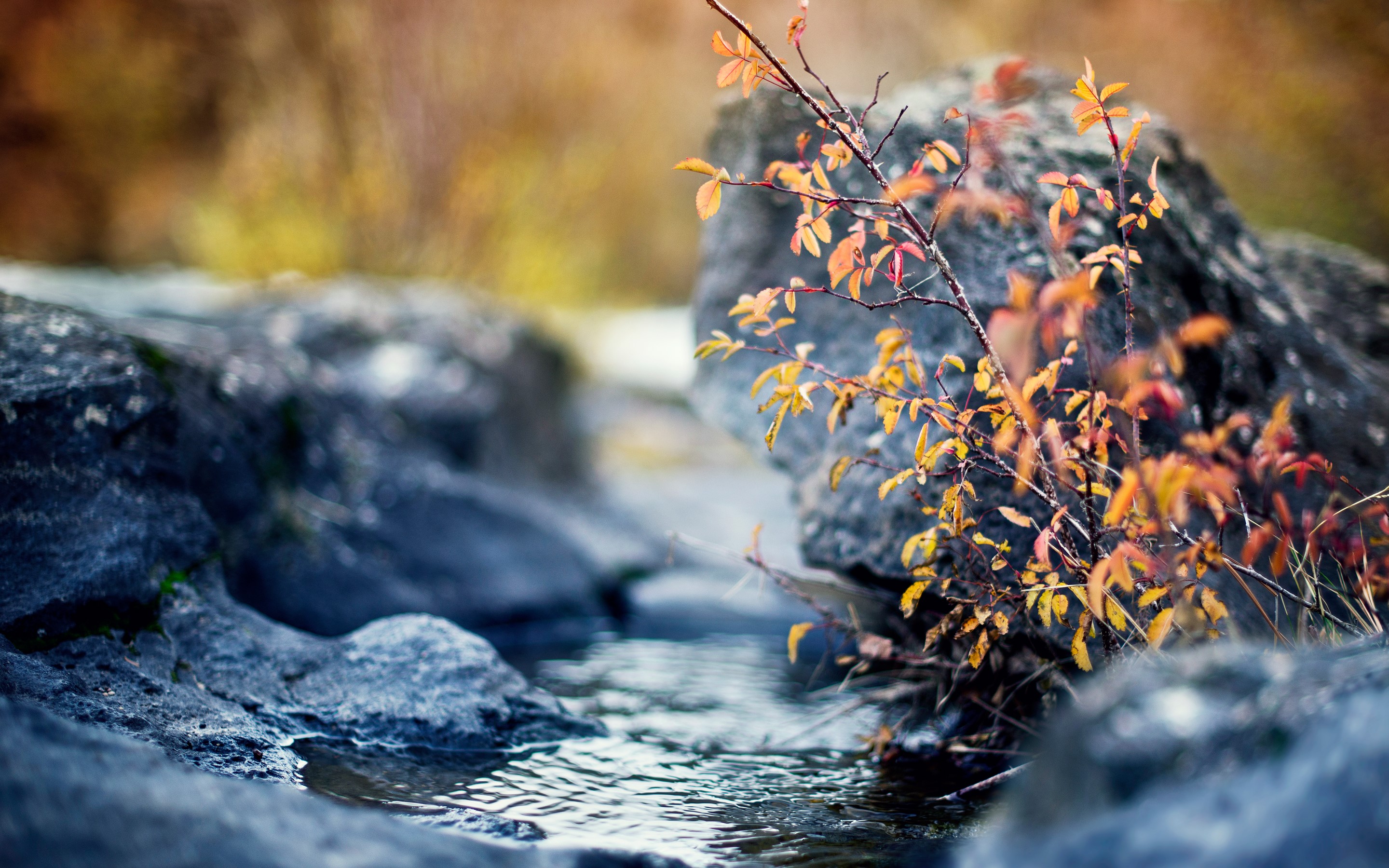 Autumn leaves on a branch by a stream and rocks HD Wallpaper