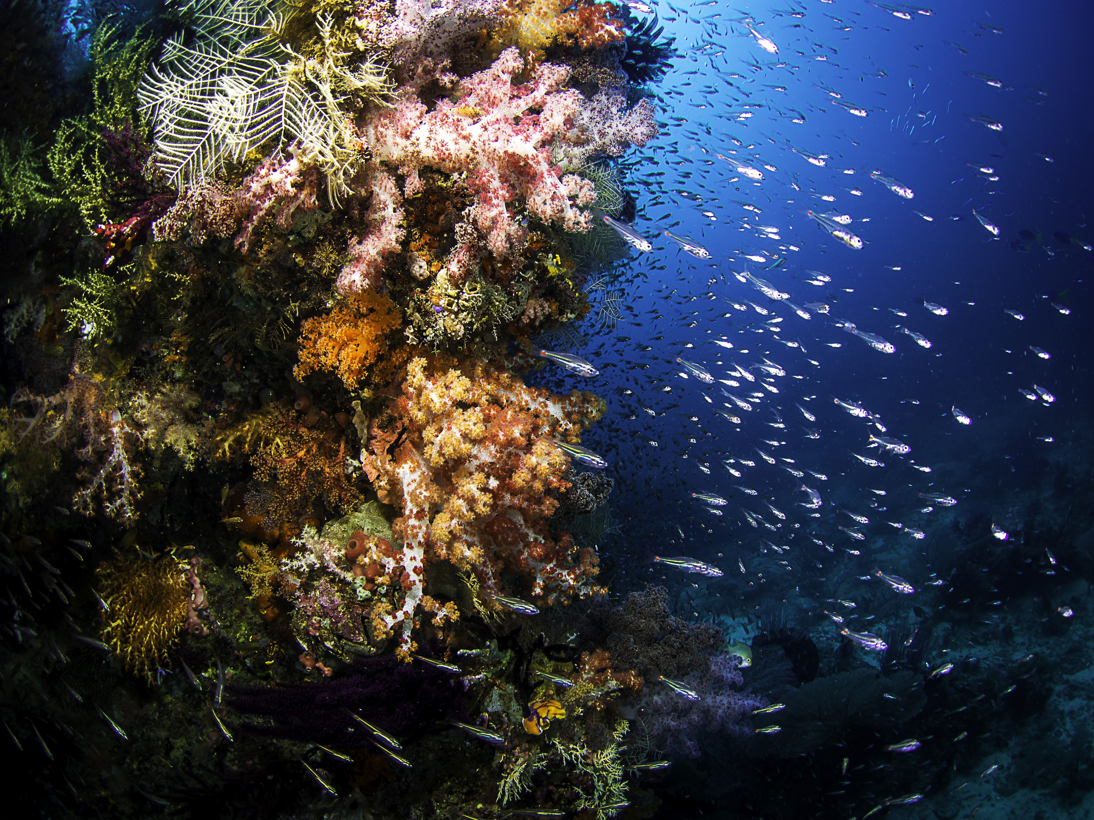 Underwater coral reef with a school of fish HD Wallpaper