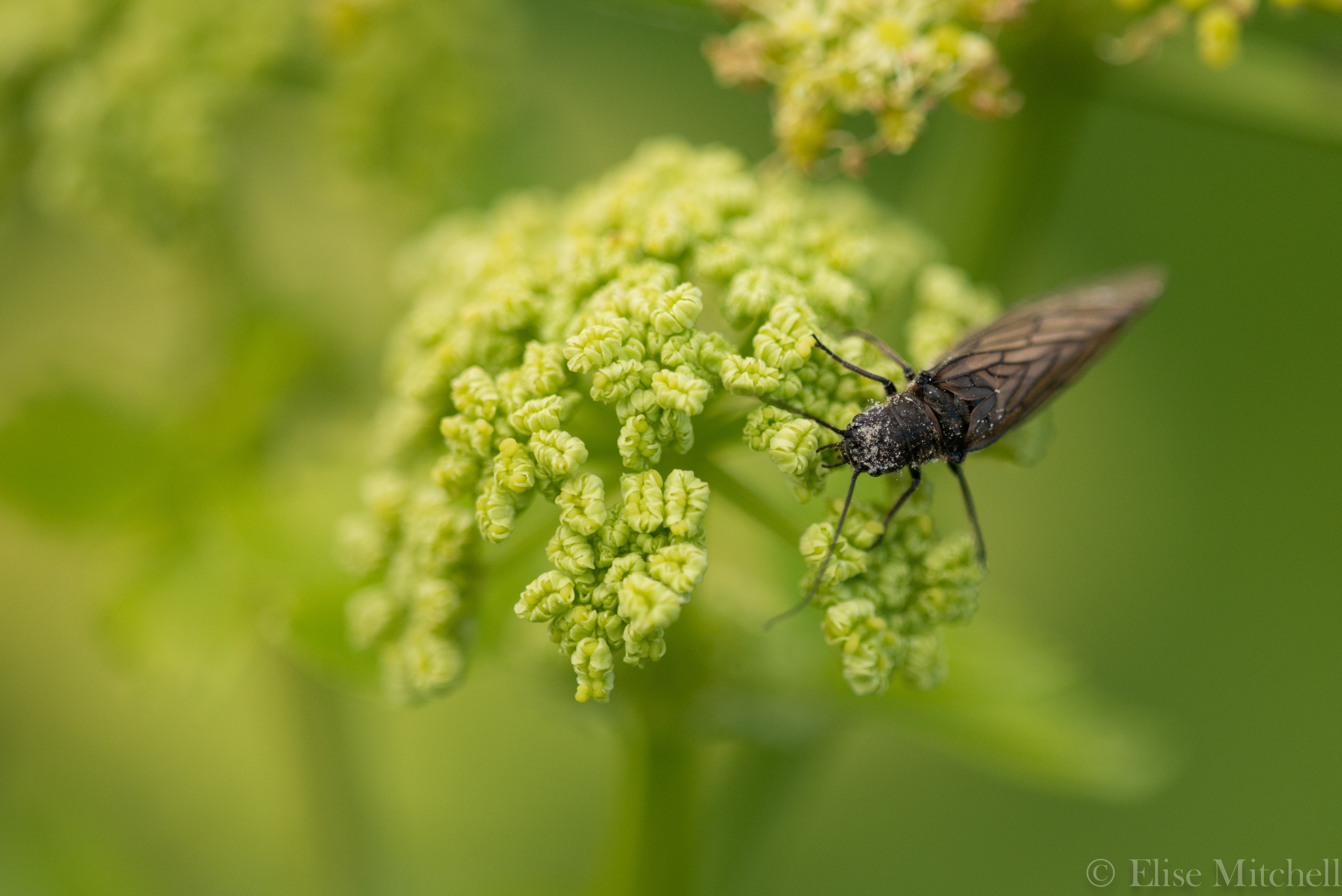 Sialis lutaria insect on Smyrnium olusatrum flower HD Wallpaper
