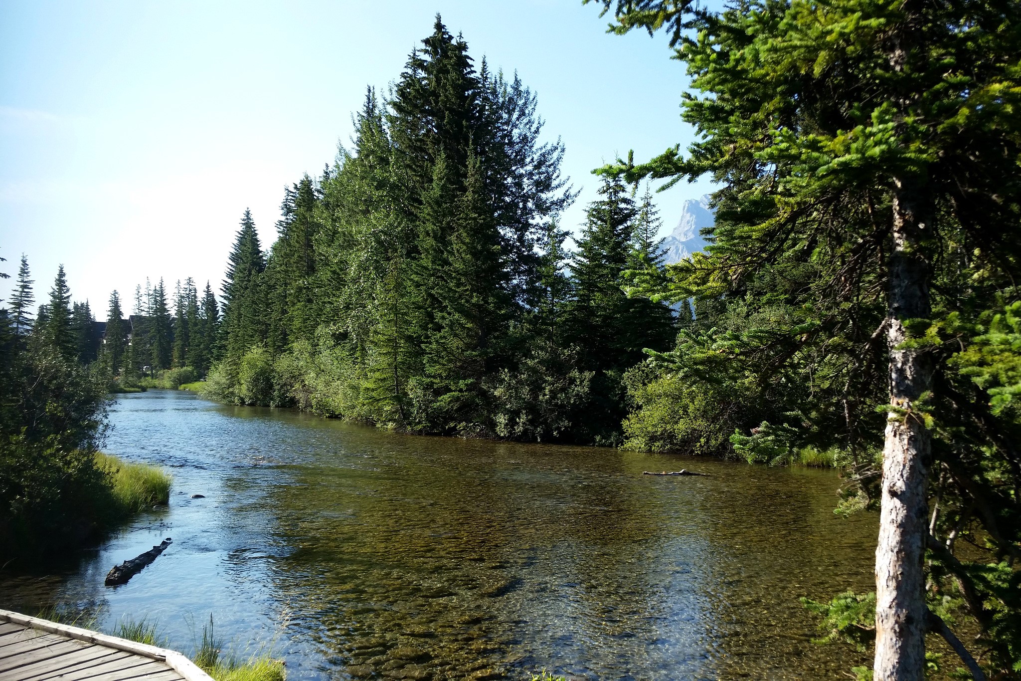 River flowing through a forest in Banff National Park, Canada HD Wallpaper