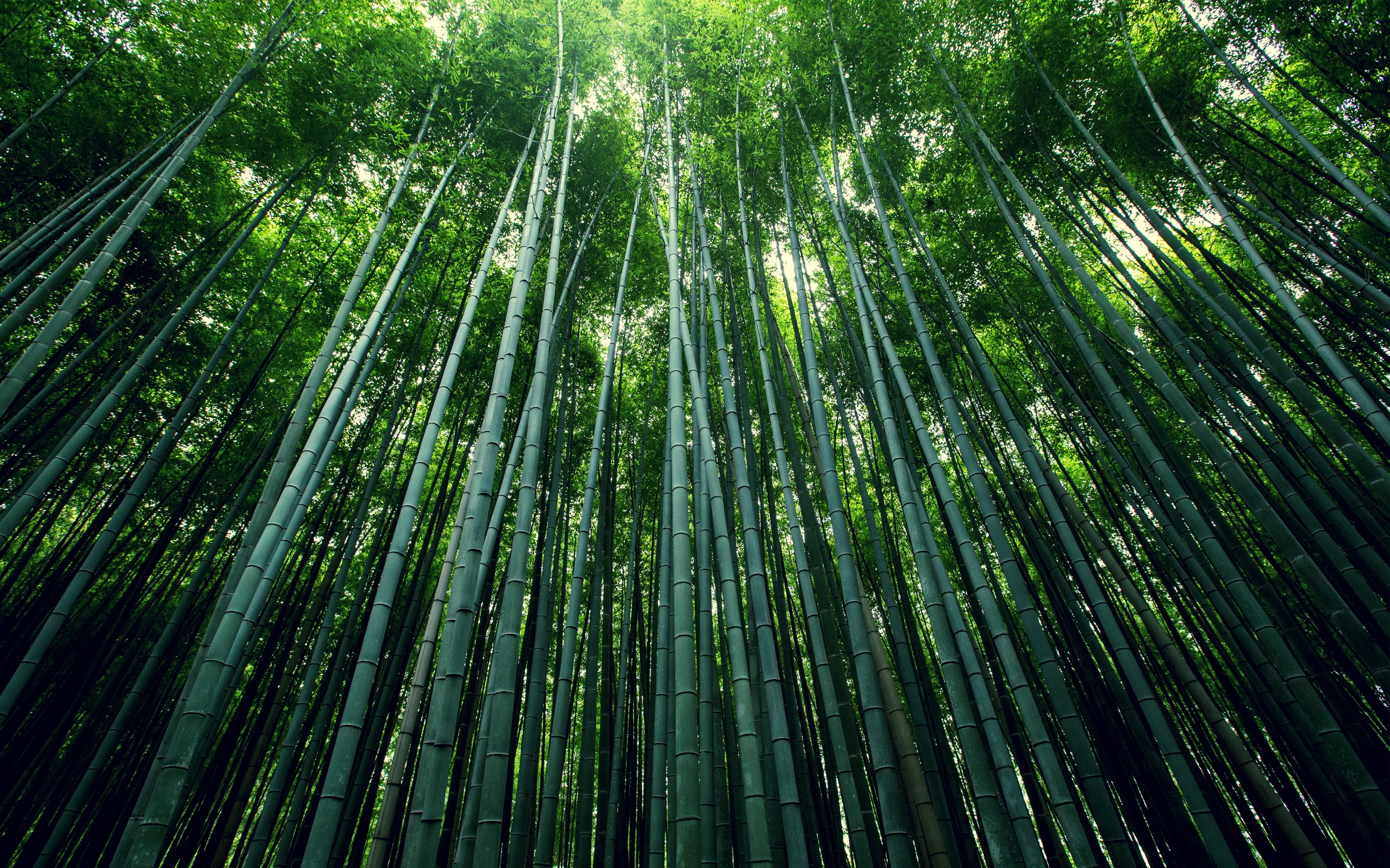 Bamboo forest with tall green stalks HD Wallpaper