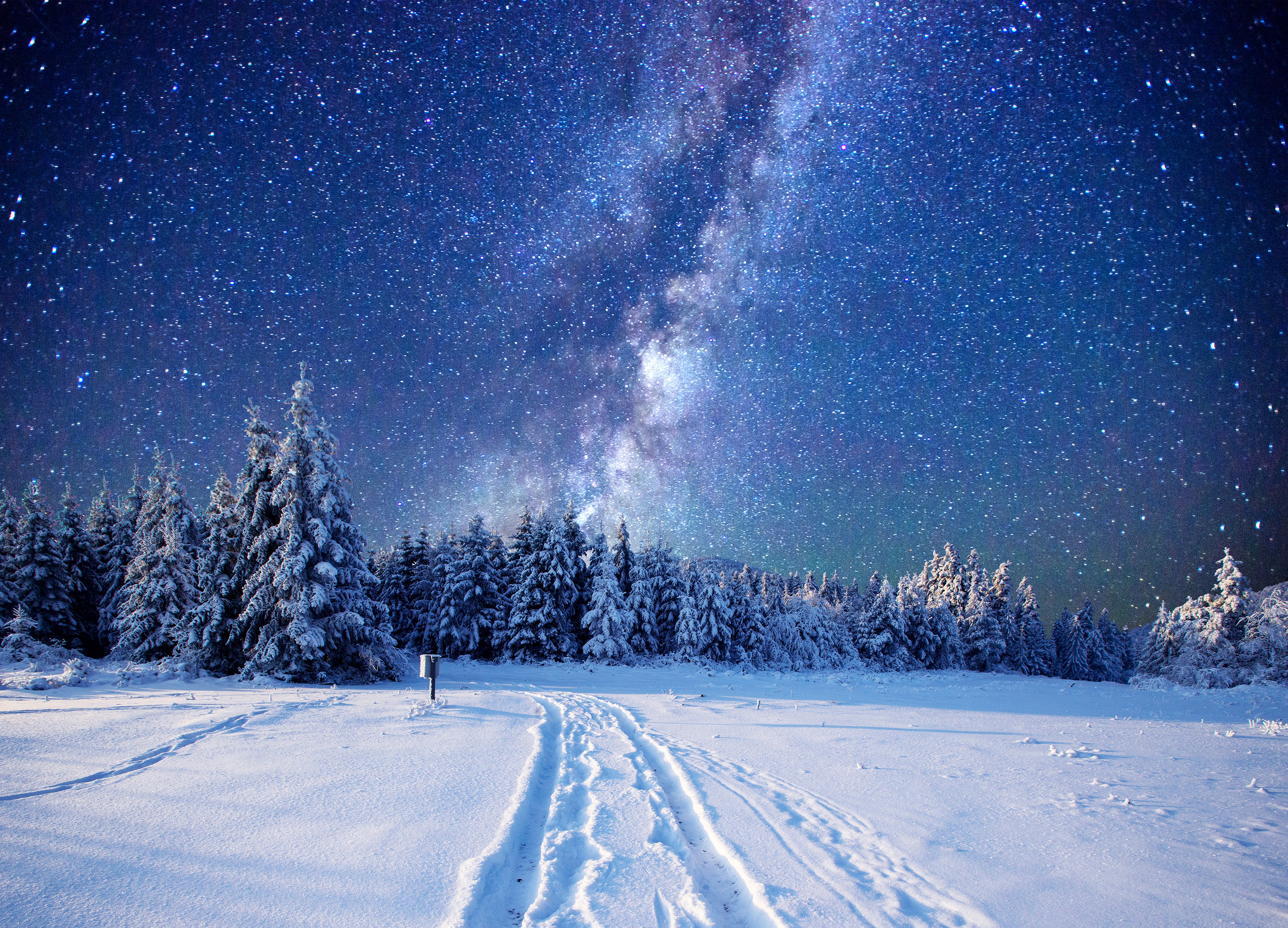 Winter forest under the starry night sky HD Wallpaper