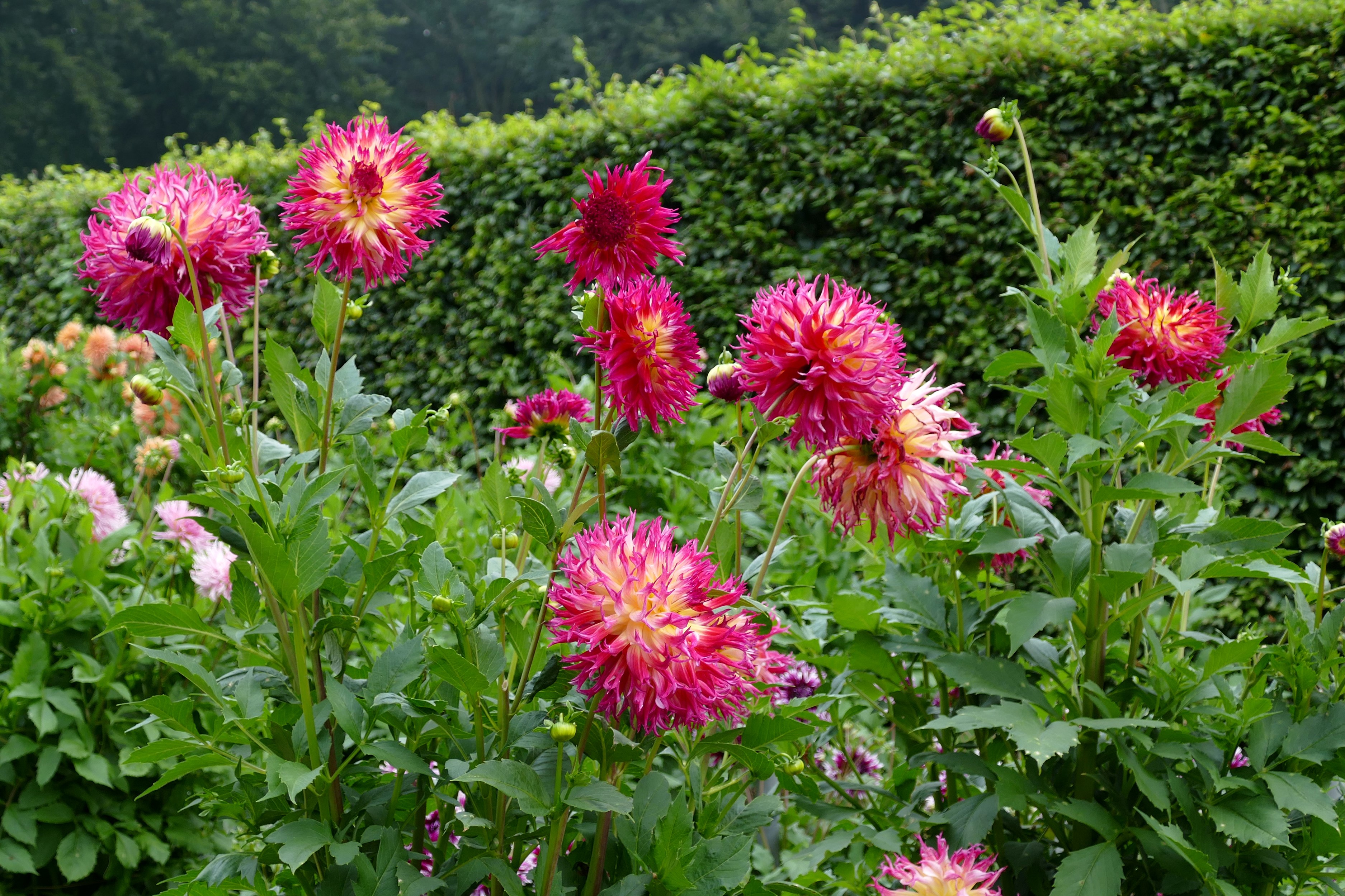 Pink and yellow dahlias in a garden HD Wallpaper