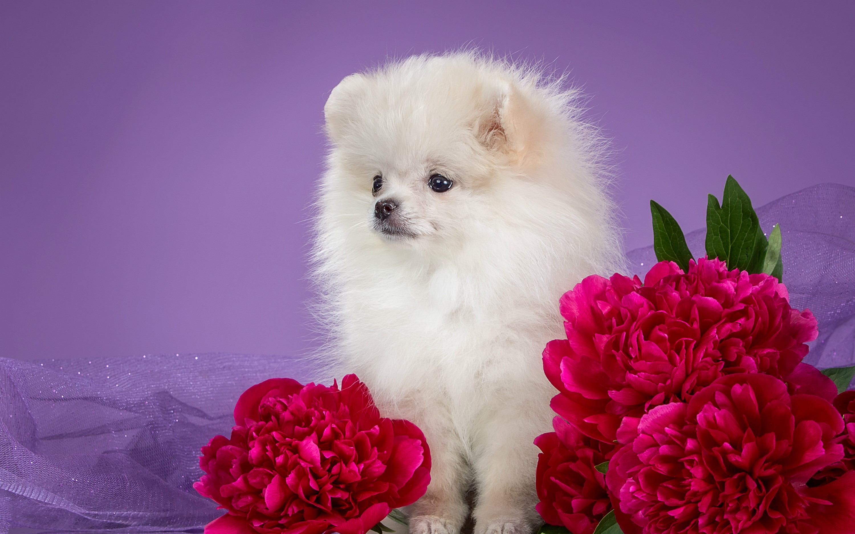 Fluffy white Pomeranian puppy with pink peonies HD Wallpaper