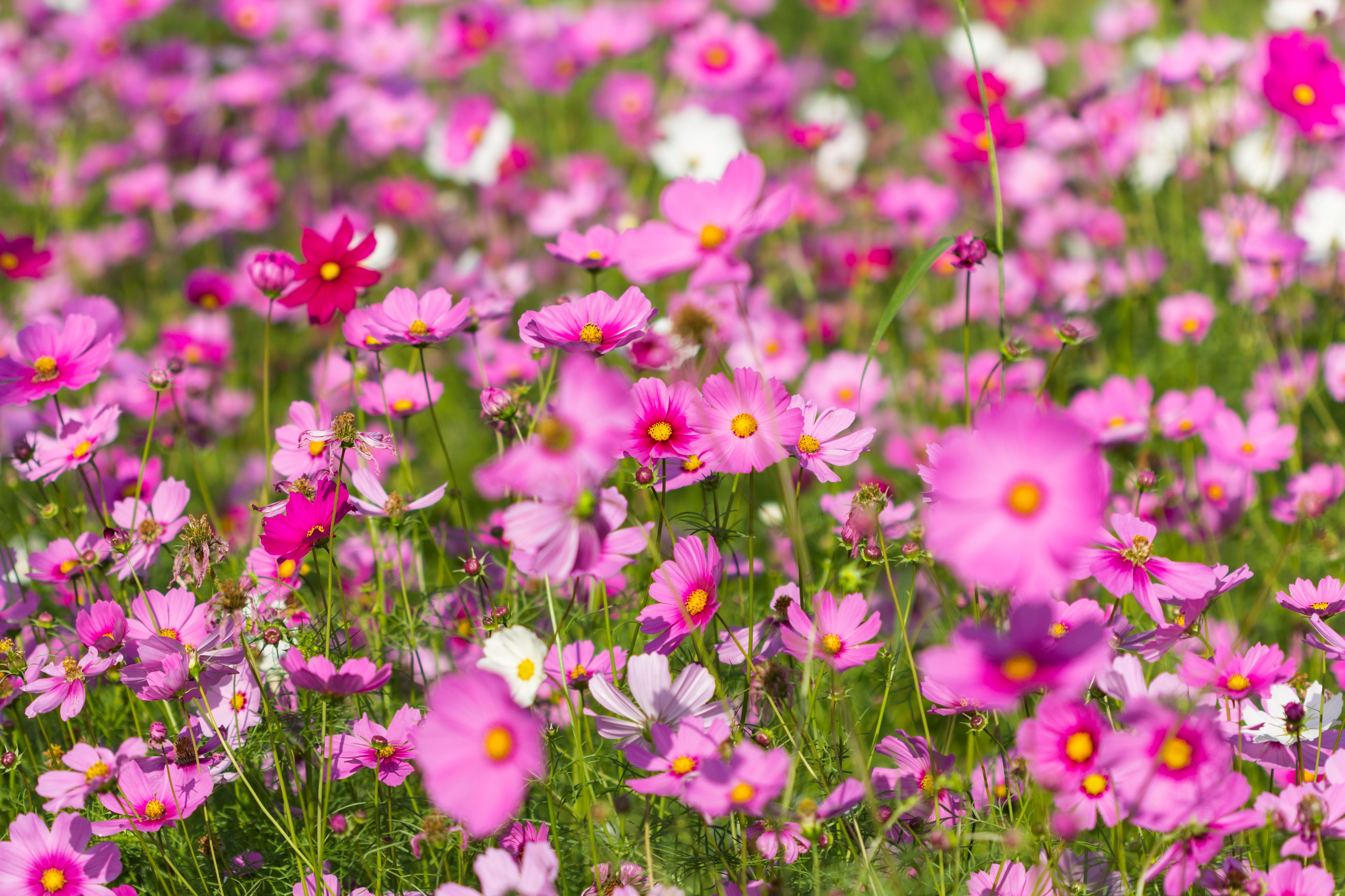 Field of Pink Cosmos Flowers HD Wallpaper