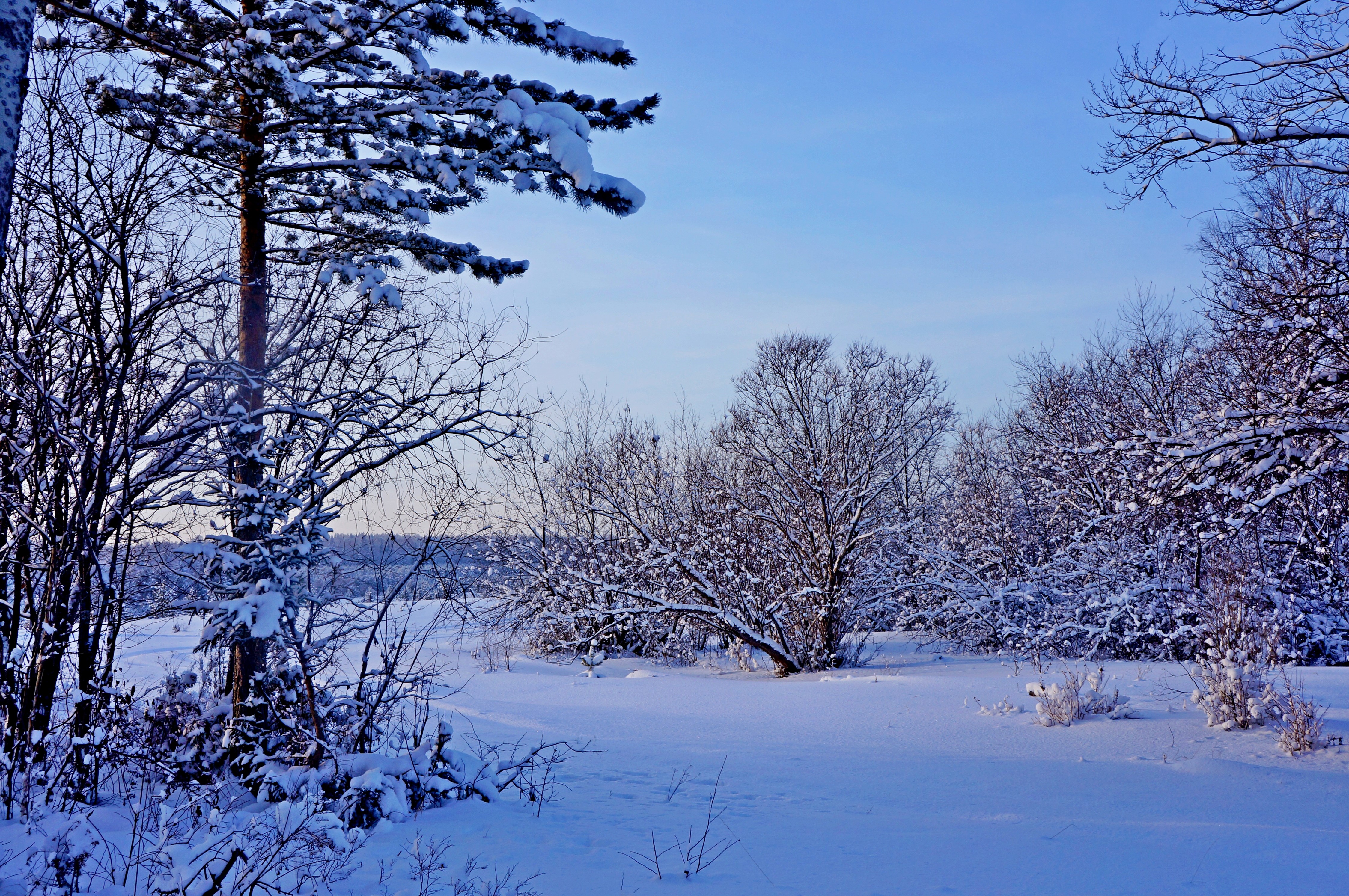 Winter scene with snow-covered trees and clear sky HD Wallpaper