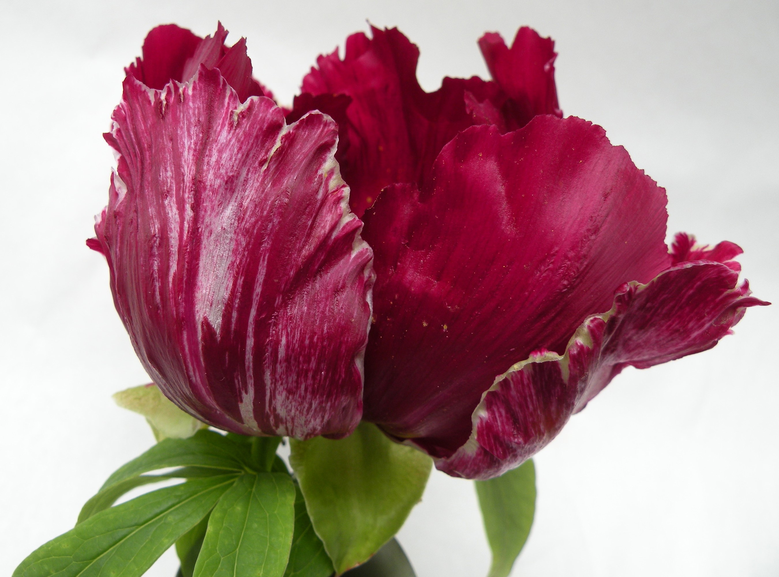 Peony 'Black Dragon' flower with variegated petals HD Wallpaper