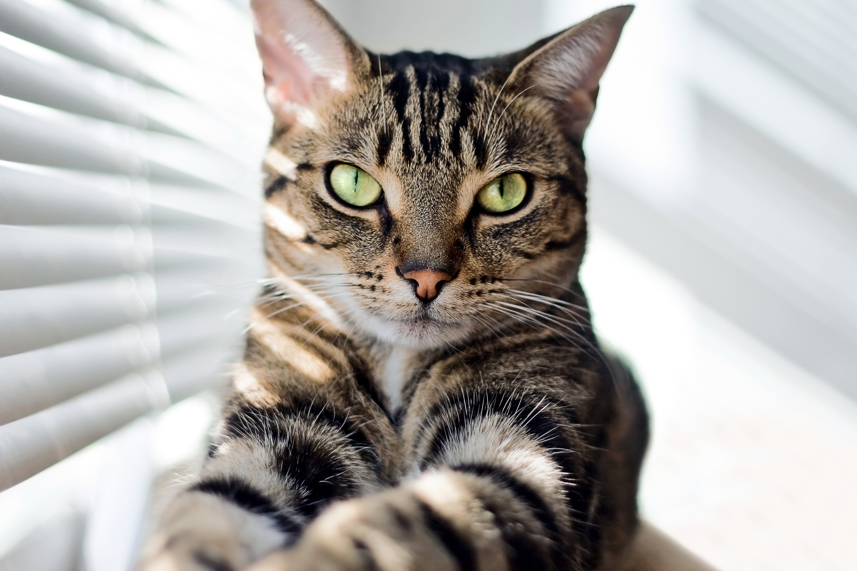 Tabby cat with green eyes looking forward HD Wallpaper