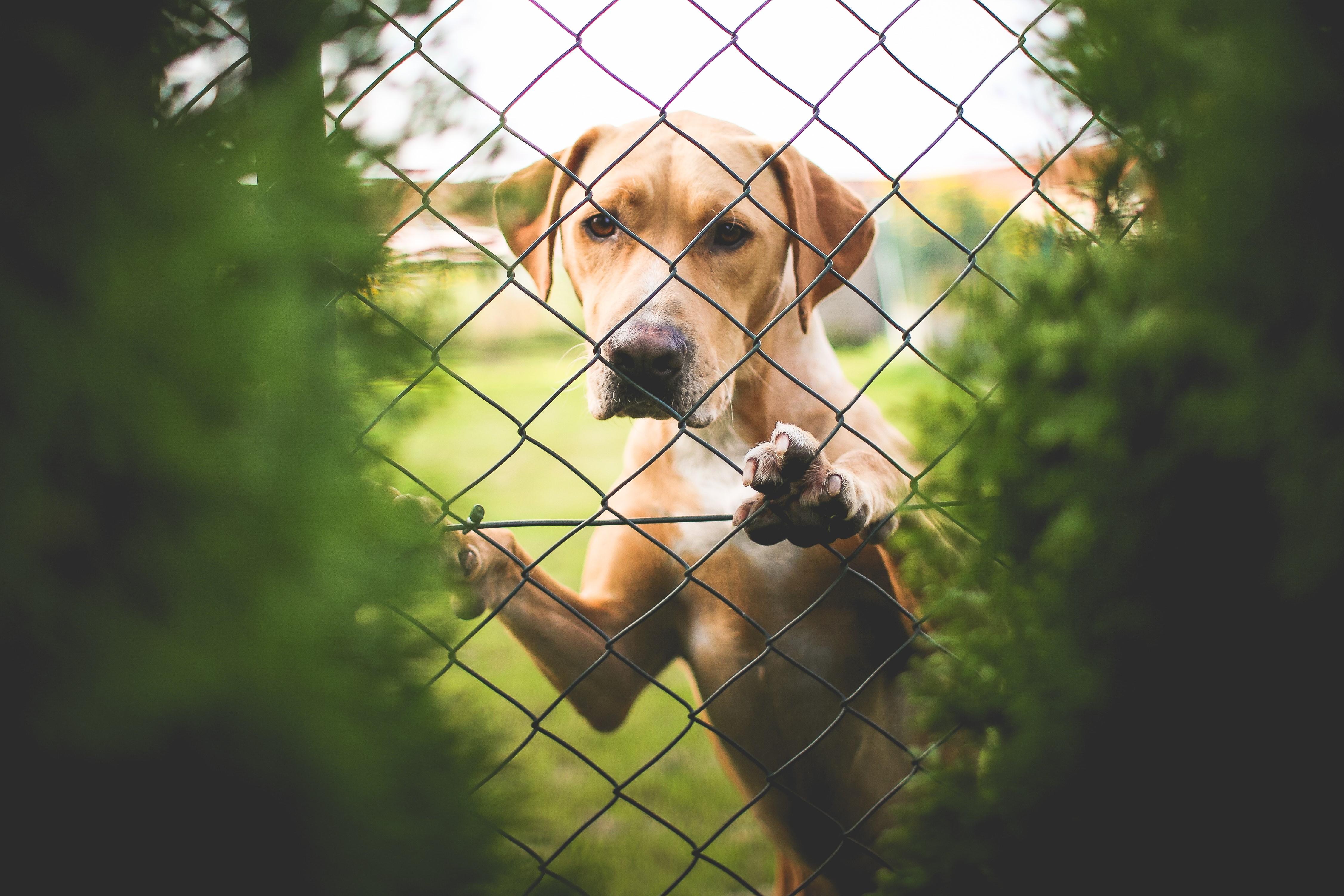 Dog behind a fence HD Wallpaper