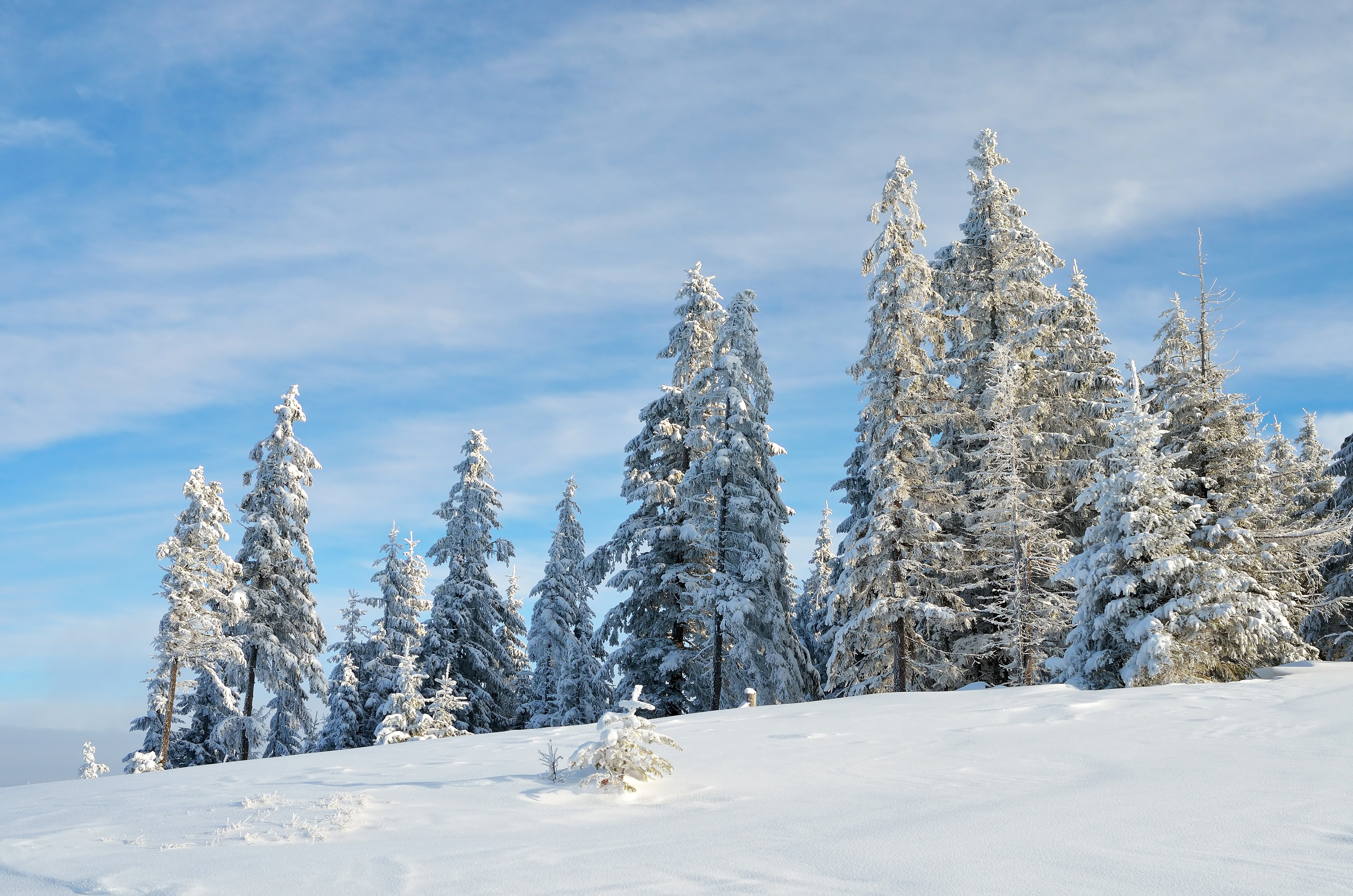 Snow-covered spruce trees under a blue sky HD Wallpaper