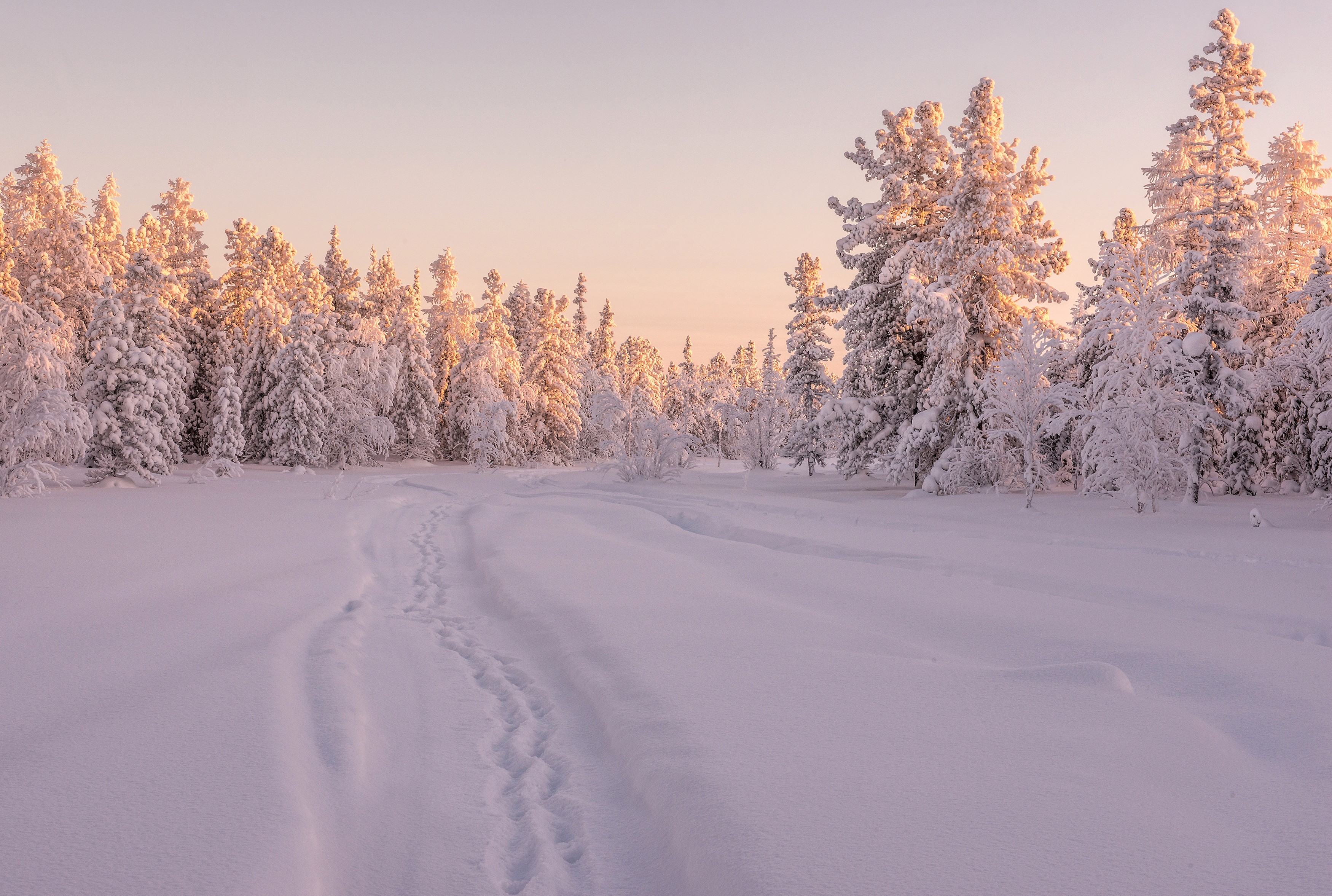 Snowy forest path at sunrise HD Wallpaper