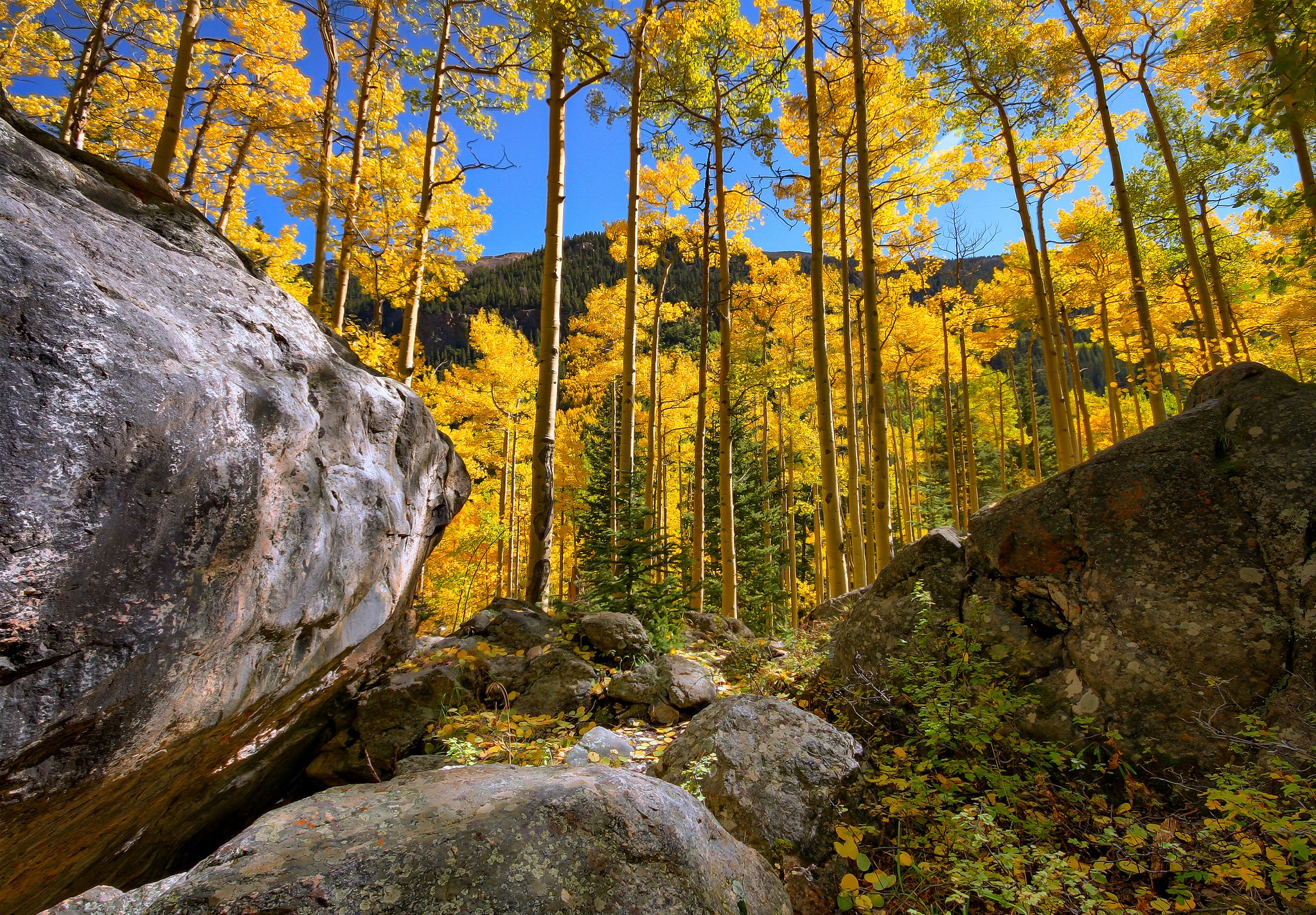 Golden Aspen Forest with Boulders in Autumn HD Wallpaper