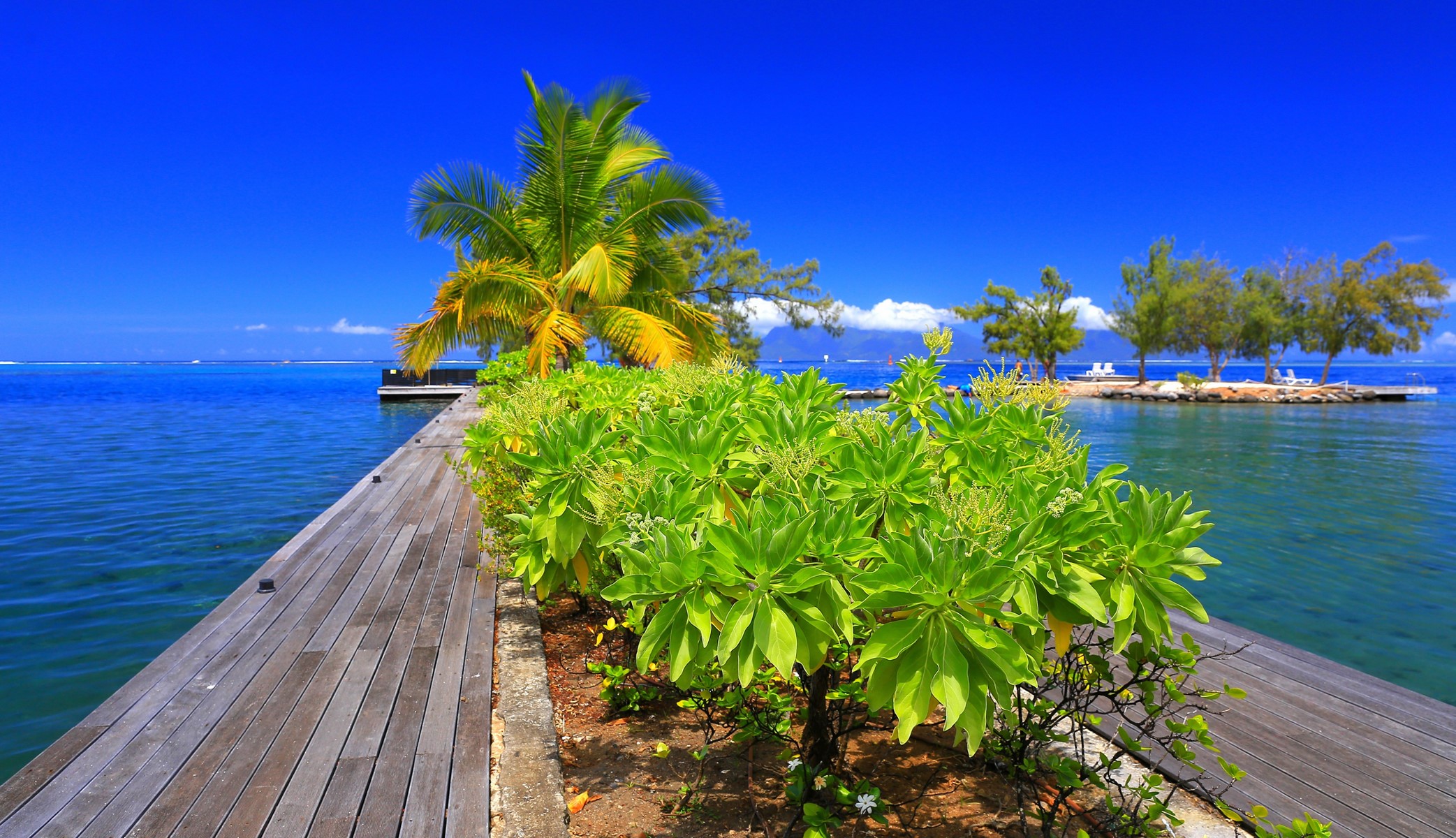 Wooden pier with palm trees and tropical island in French Polynesia HD Wallpaper