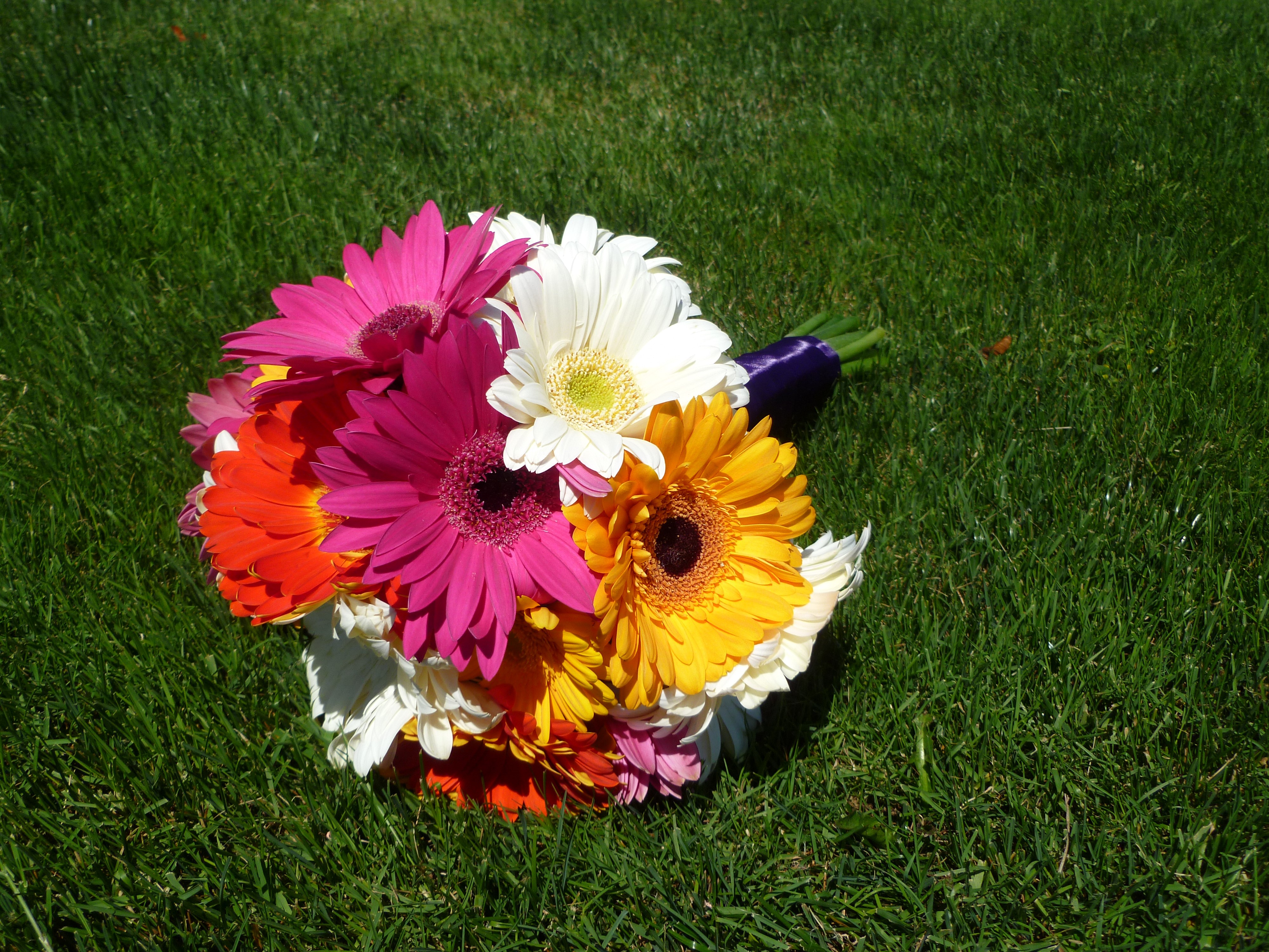 Bouquet of Gerbera Daisies on Grass HD Wallpaper