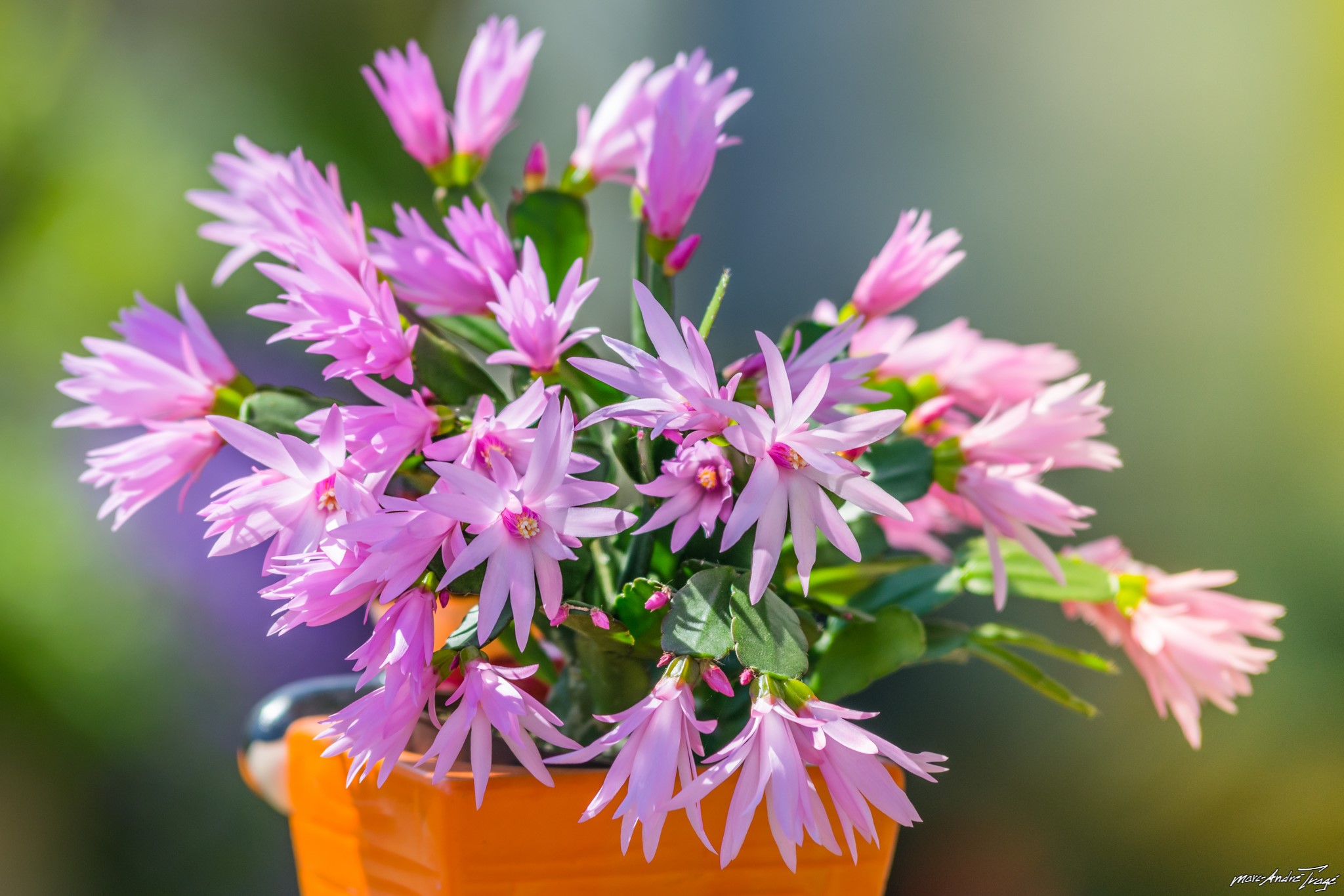 Pink Schlumbergera cactus flowers in an orange pot HD Wallpaper