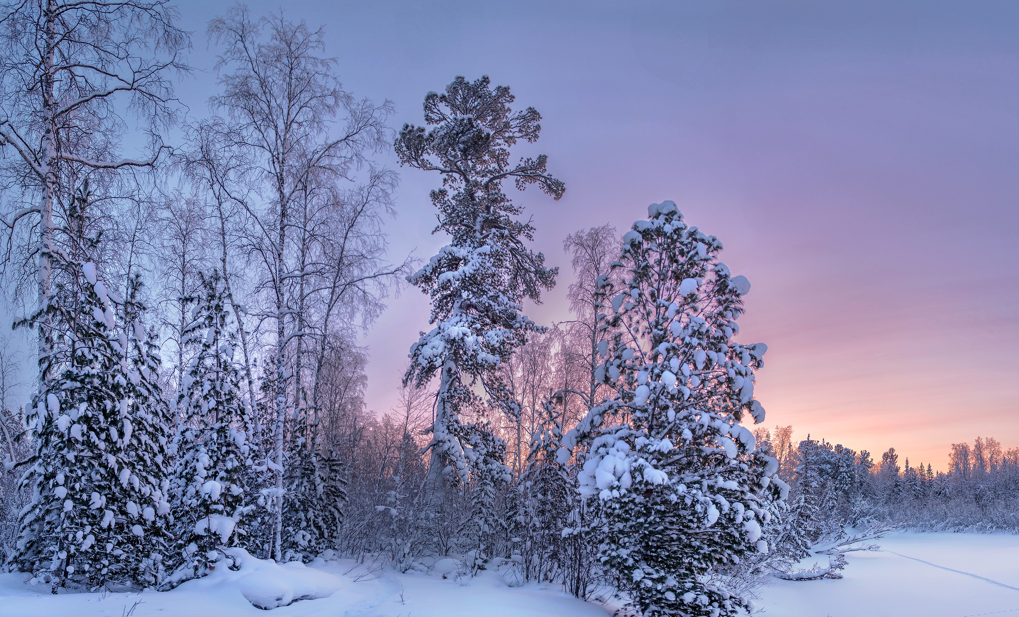 Snow-covered forest at sunrise with pastel sky HD Wallpaper