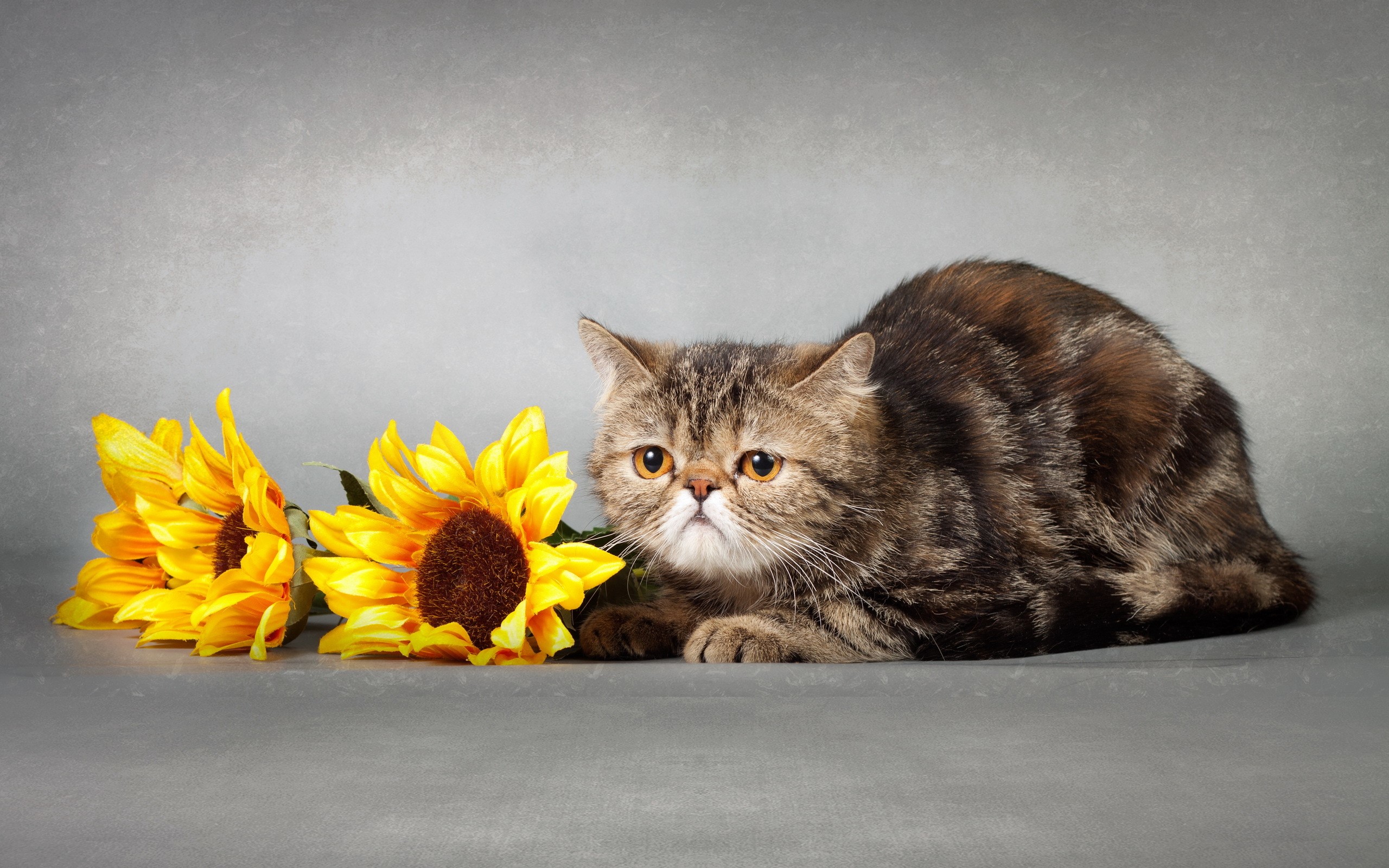 Exotic Shorthair cat with sunflowers HD Wallpaper