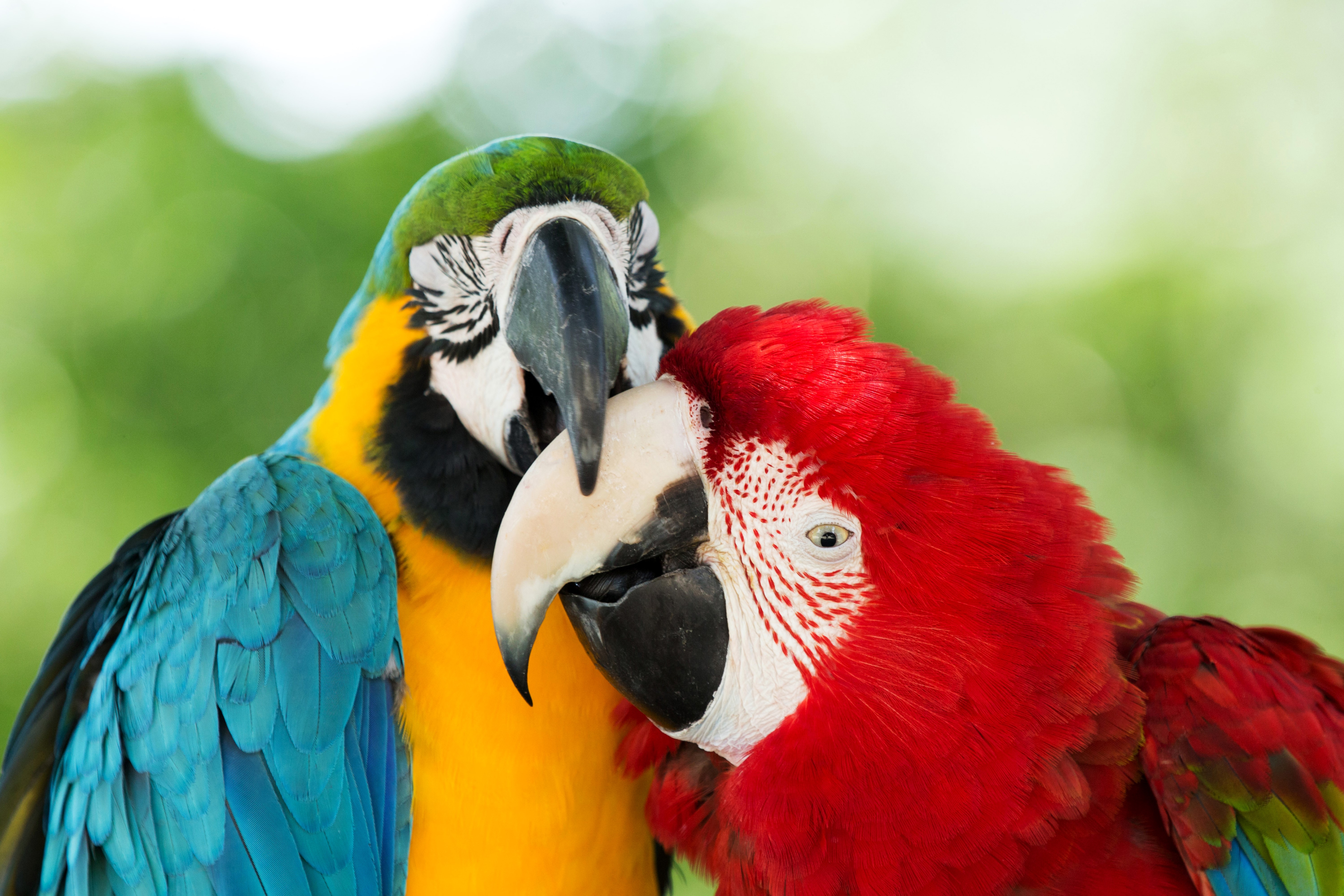 Two Macaw Parrots Close Up HD Wallpaper