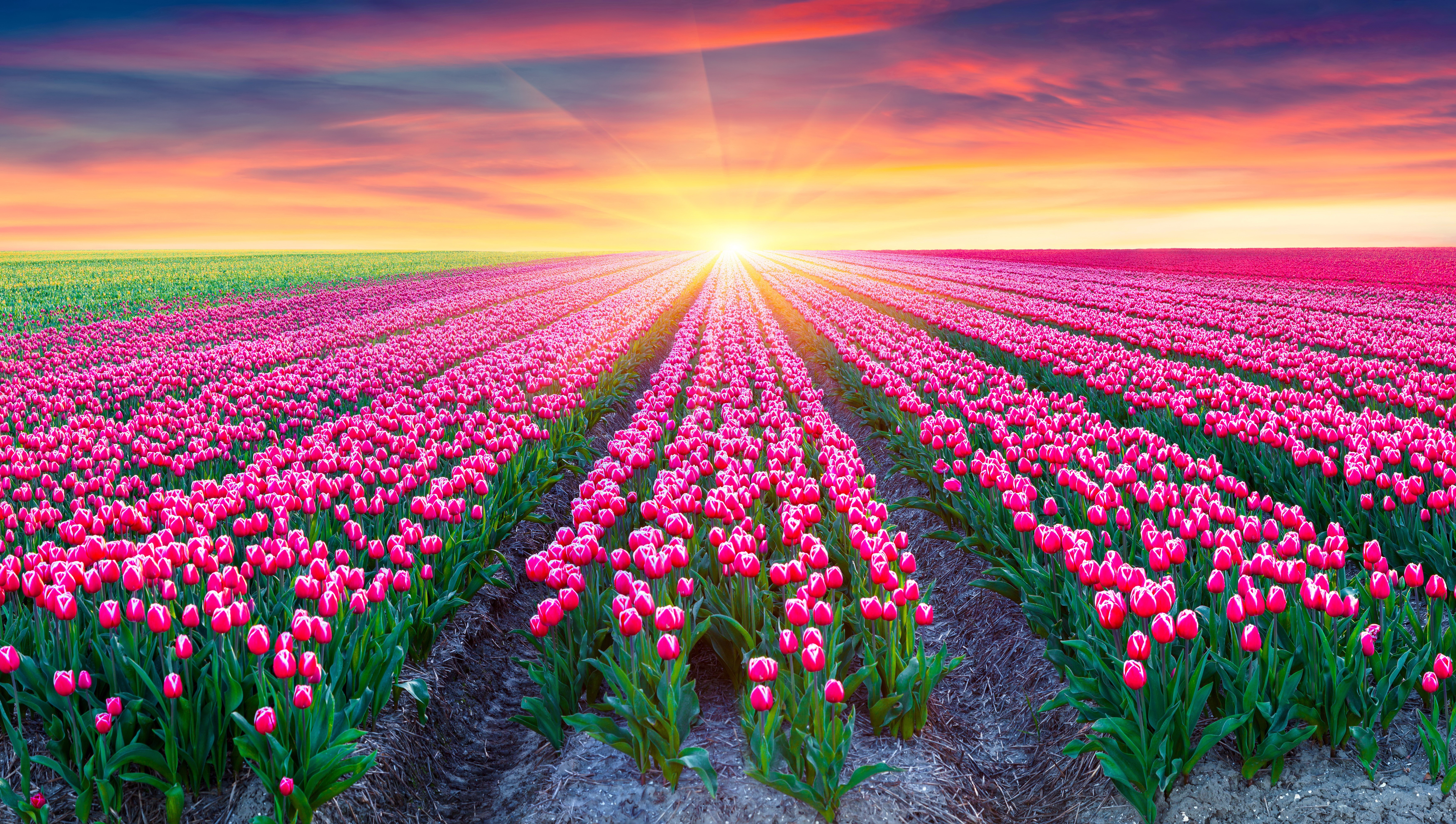 Field of Pink Tulips at Sunrise HD Wallpaper