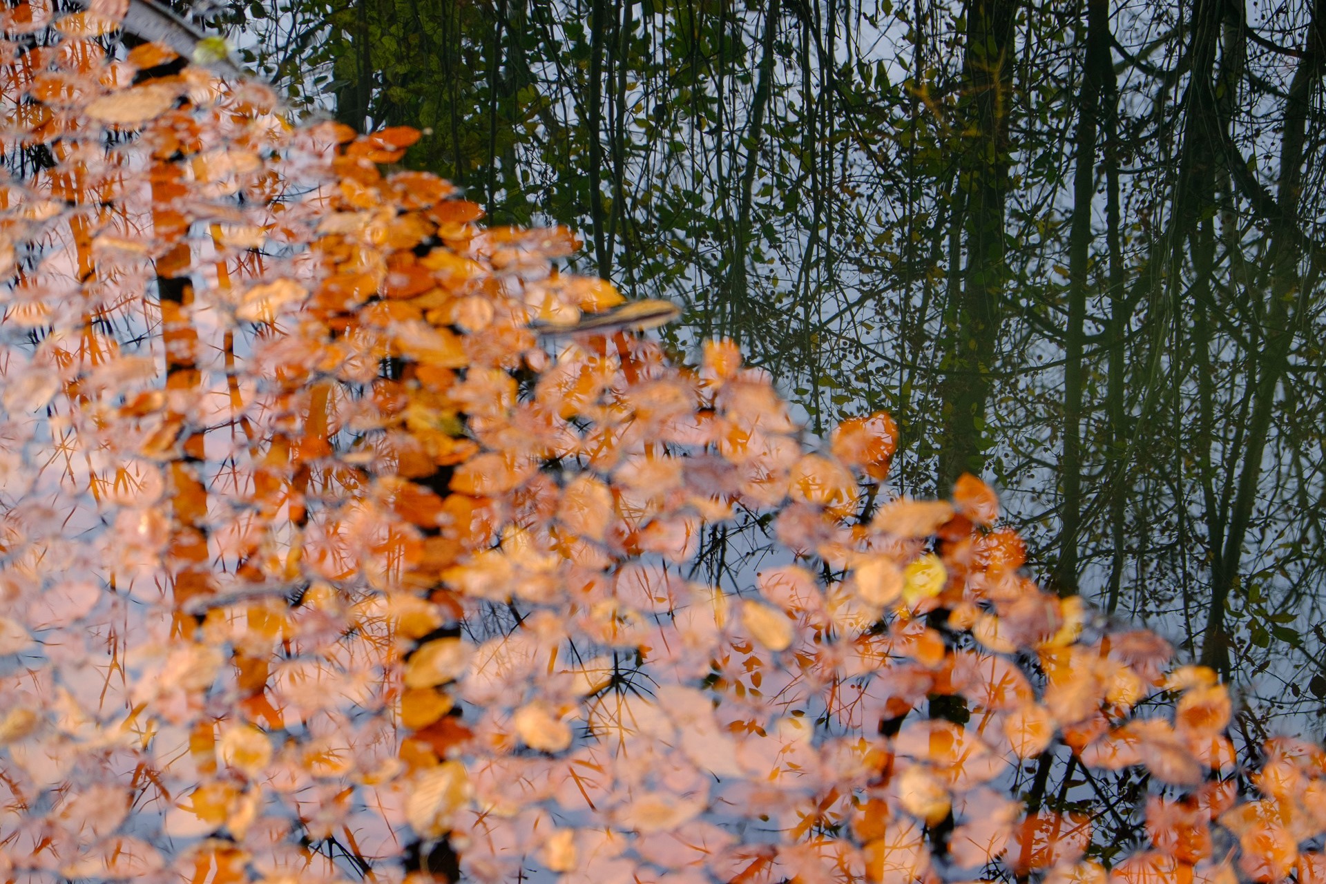 Autumn leaves reflected in a pond with trees HD Wallpaper