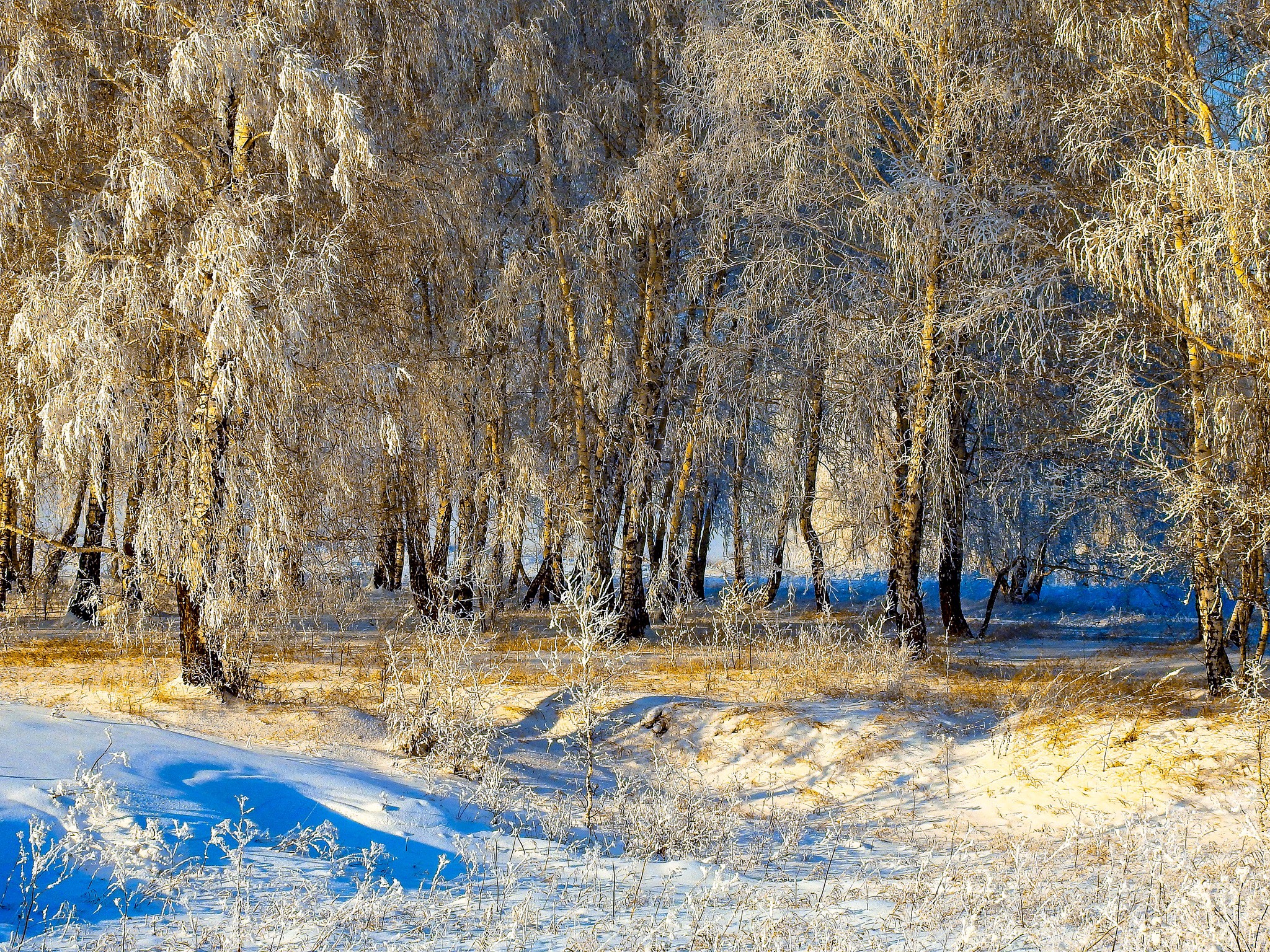 Winter forest with snow-covered trees in Russia HD Wallpaper