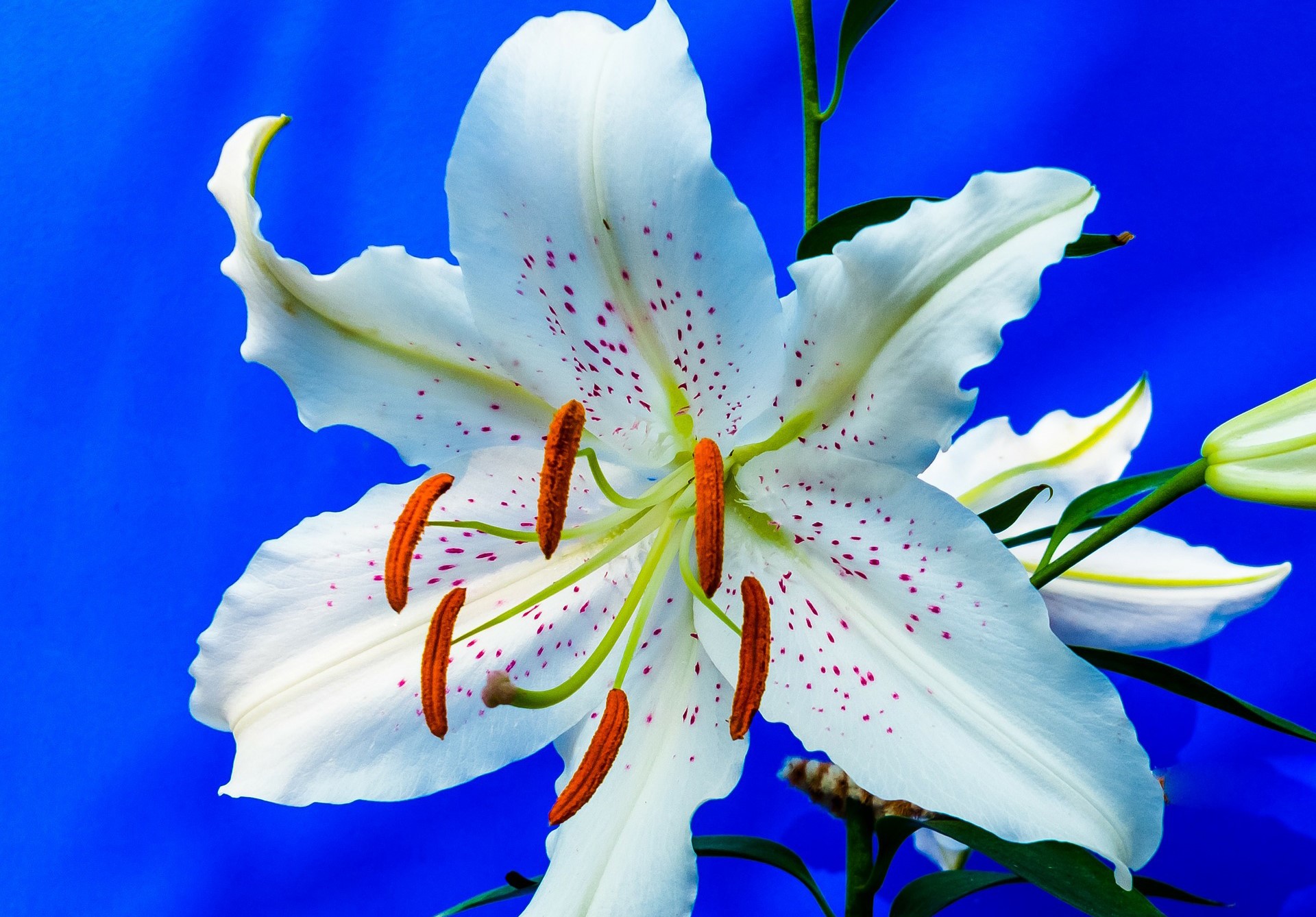 White lily with pink spots on blue background HD Wallpaper