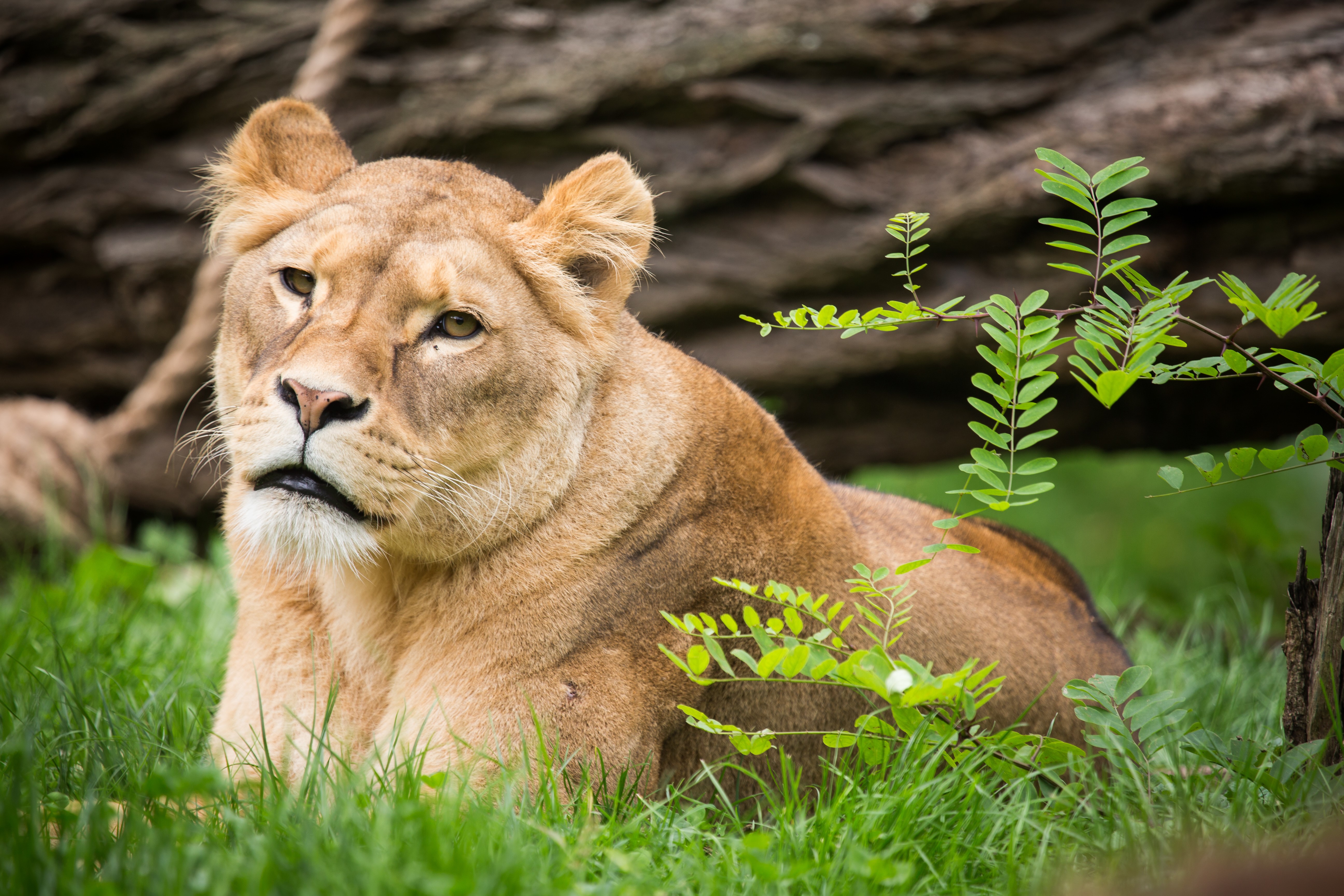 Lioness lying in grass HD Wallpaper