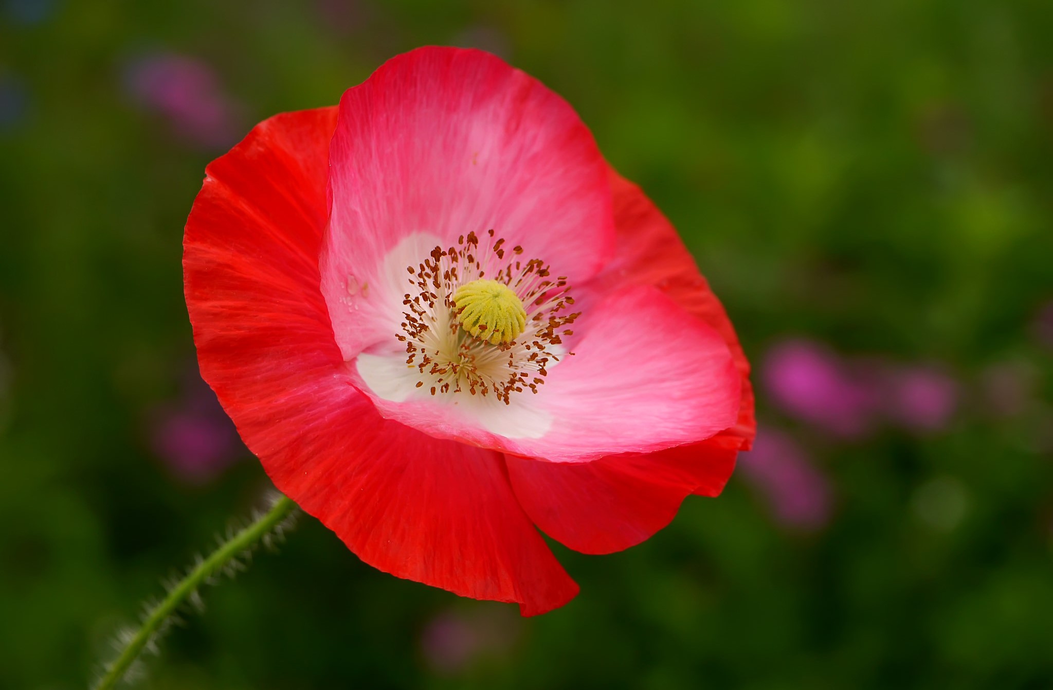 Red and pink poppy flower HD Wallpaper