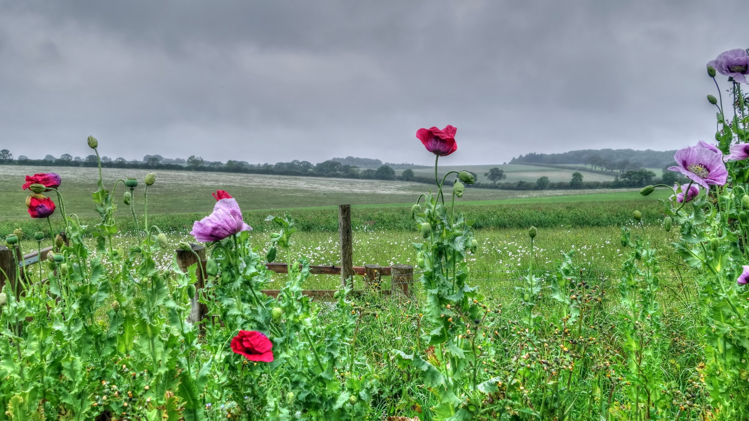 Field of Poppies Under a Cloudy Sky HD Wallpaper