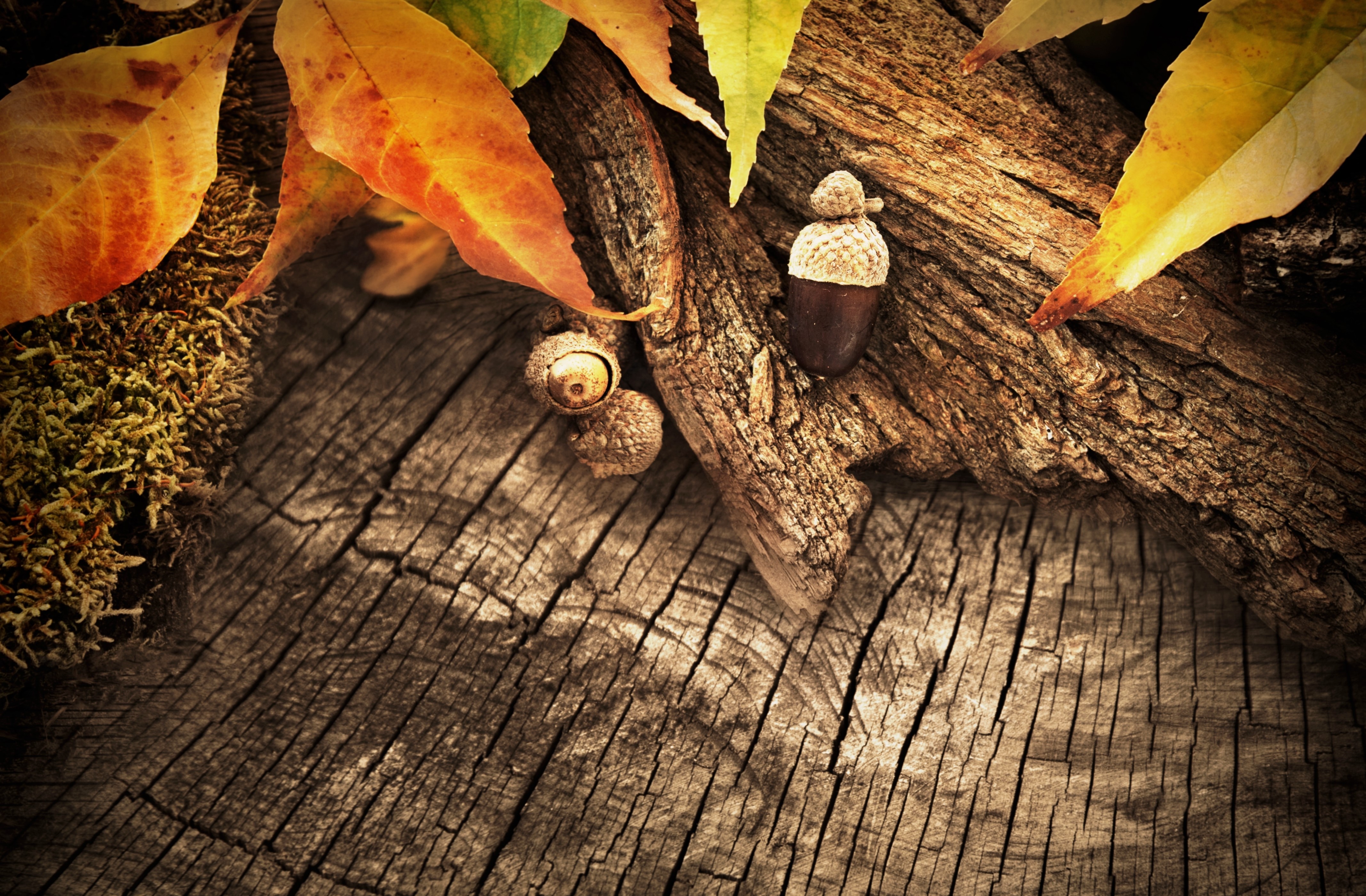 Autumn leaves and acorns on wood HD Wallpaper