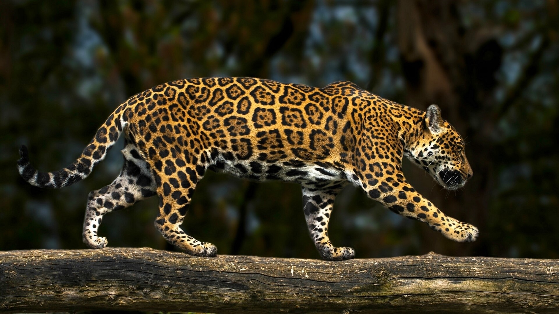 Jaguar walking on a log HD Wallpaper
