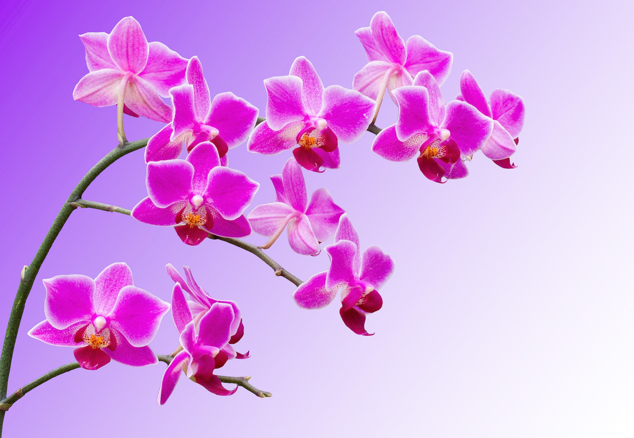 Pink orchids on a branch HD Wallpaper
