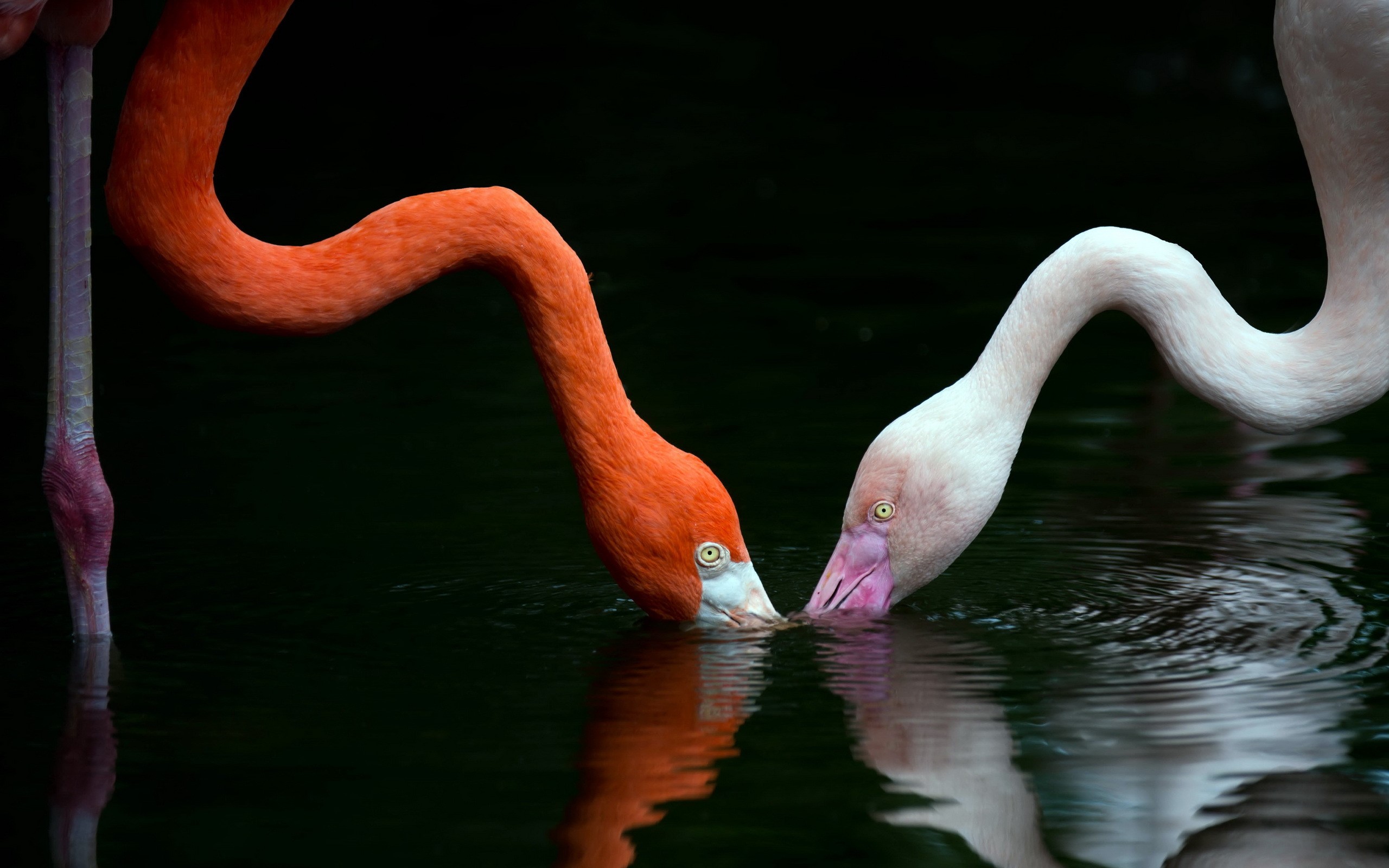 Two flamingos drinking water HD Wallpaper