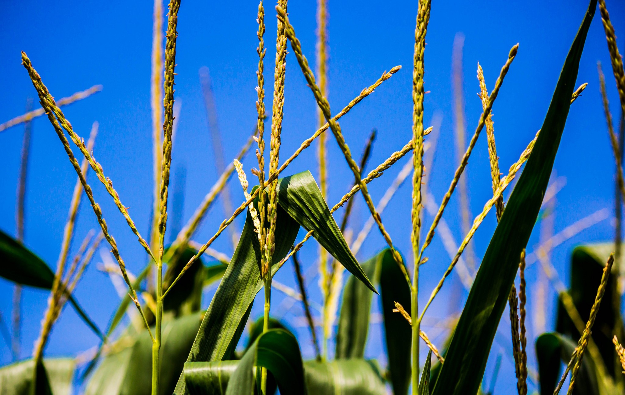 Corn stalks against a blue sky HD Wallpaper