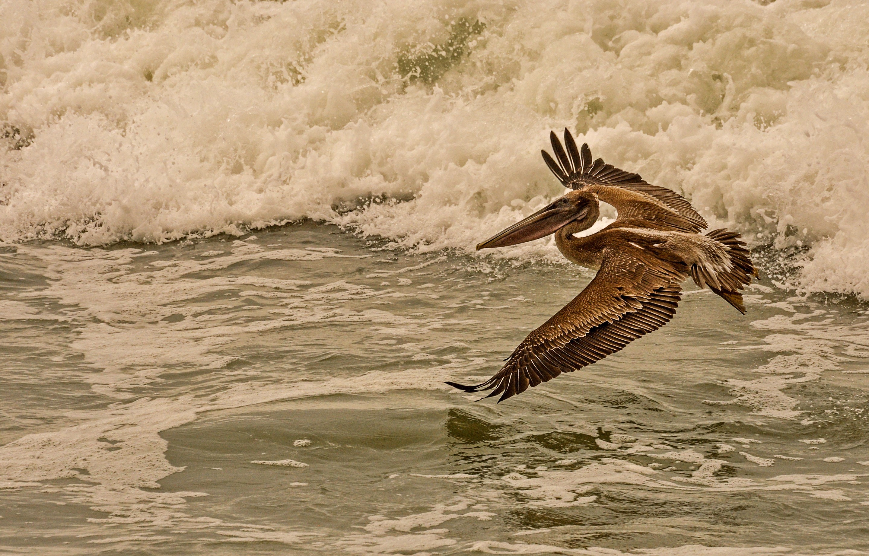 Brown Pelican flying over ocean waves HD Wallpaper
